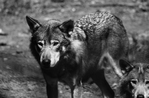 Wolf, the social hunter (Canis lupus) Smart. Social. Deadly.  Canis lupus,Gray wolf,Mammals,Rhenen Zoo,Wolf