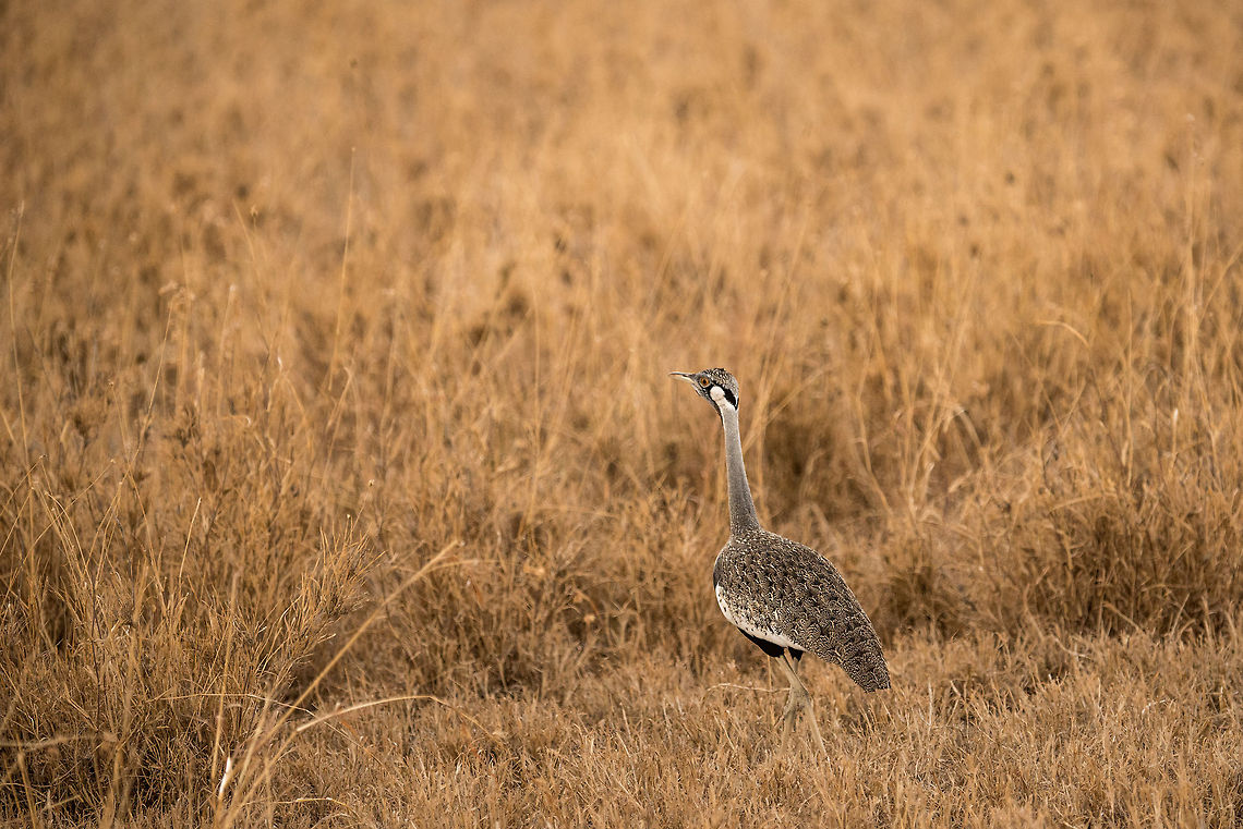 Black-bellied Bustard, Central Serengeti  Africa,Black-bellied Bustard,Lissotis melanogaster,Serengeti Central,Serengeti National Park,Serengeti area,Tanzania