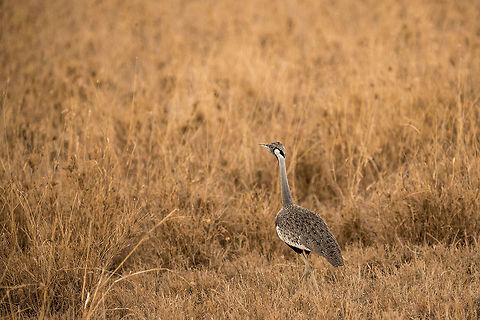 Black-bellied Bustard, Central Serengeti  Africa,Black-bellied Bustard,Lissotis melanogaster,Serengeti Central,Serengeti National Park,Serengeti area,Tanzania
