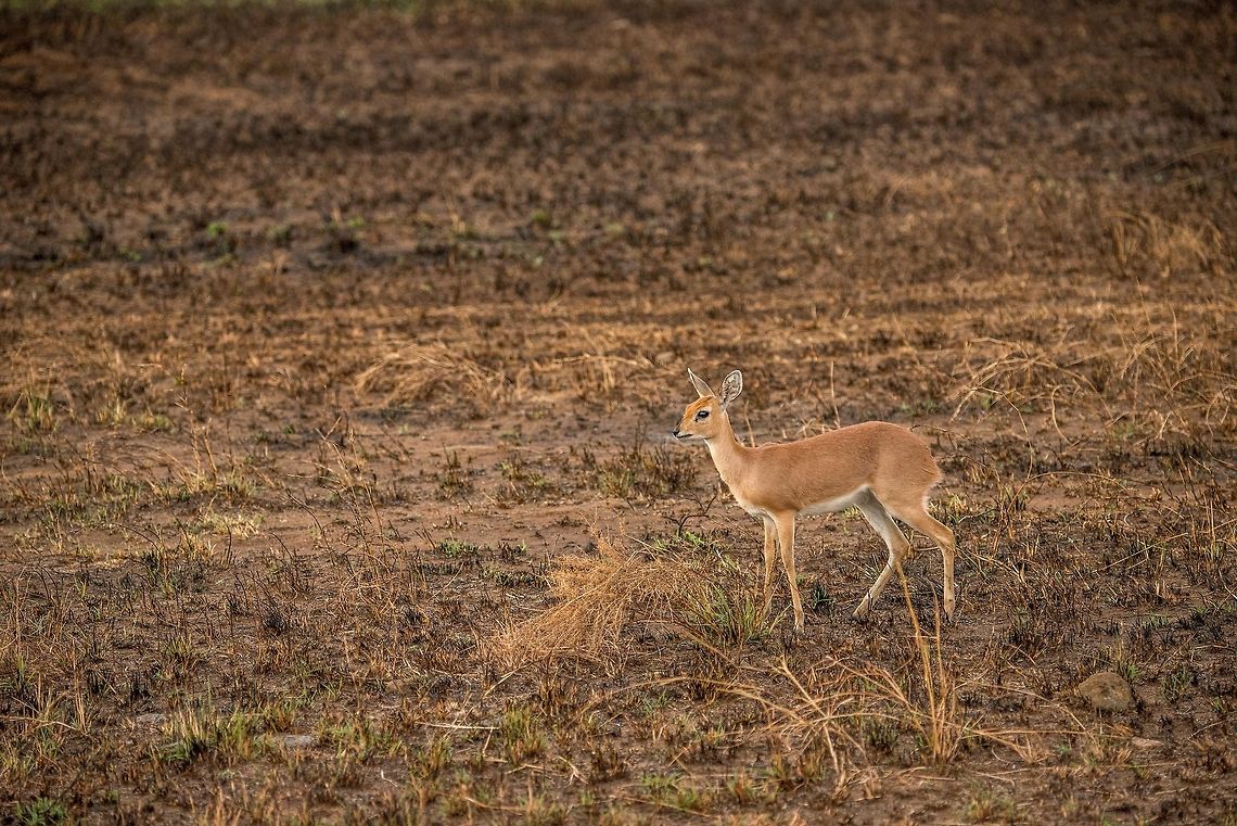 Female Oribi, Central Serengeti  Africa,Oribi,Ourebia ourebi,Serengeti Central,Serengeti National Park,Serengeti area,Tanzania