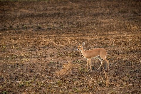 Female Oribi, Central Serengeti  Africa,Oribi,Ourebia ourebi,Serengeti Central,Serengeti National Park,Serengeti area,Tanzania