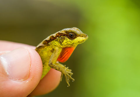 Scalyback Anole, San Cipriano Reserve, Colombia The male, held by our herping guide Alejo.
https://www.jungledragon.com/image/146275/scalyback_anole_on_leaf_san_cipriano_reserve_colombia.html Anolis notopholis,Colombia,Colombia 2022,Geotagged,San Cipriano Reserve,Scalyback Anole,South America,Summer,World