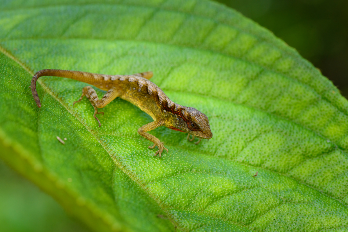 Scalyback Anole on leaf, San Cipriano Reserve, Colombia The male.<br />
<figure class="photo"><a href="https://www.jungledragon.com/image/146274/scalyback_anole_san_cipriano_reserve_colombia.html" title="Scalyback Anole, San Cipriano Reserve, Colombia"><img src="https://s3.amazonaws.com/media.jungledragon.com/images/2/146274_thumb.jpg?AWSAccessKeyId=05GMT0V3GWVNE7GGM1R2&Expires=1759968010&Signature=uHB9odHnePIO6cFF6%2B8E%2BxaTvZc%3D" width="200" height="140" alt="Scalyback Anole, San Cipriano Reserve, Colombia The male, held by our herping guide Alejo.<br />
https://www.jungledragon.com/image/146275/scalyback_anole_on_leaf_san_cipriano_reserve_colombia.html Anolis notopholis,Colombia,Colombia 2022,Geotagged,San Cipriano Reserve,Scalyback Anole,South America,Summer,World" /></a></figure> Anolis notopholis,Colombia,Colombia 2022,Geotagged,San Cipriano Reserve,Scalyback Anole,South America,Summer,World