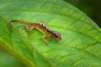 Scalyback Anole on leaf, San Cipriano Reserve, Colombia The male.<br />
https://www.jungledragon.com/image/146274/scalyback_anole_san_cipriano_reserve_colombia.html Anolis notopholis,Colombia,Colombia 2022,Geotagged,San Cipriano Reserve,Scalyback Anole,South America,Summer,World