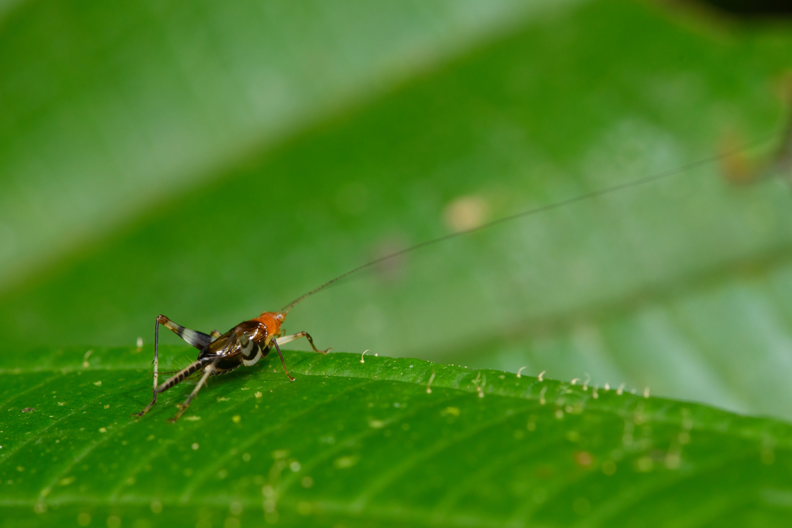 Katydid with long antennae, San Cipriano Reserve, Colombia Not a great shot but the absurdly long antennae caught my eye. Colombia,Colombia 2022,Geotagged,San Cipriano Reserve,South America,Summer,World