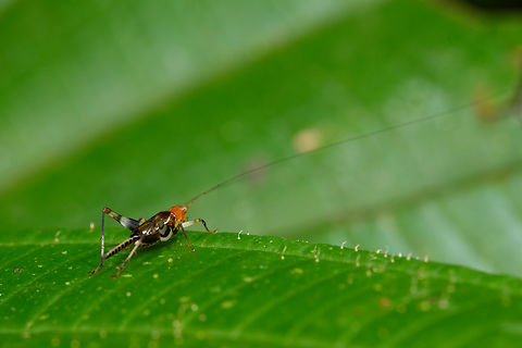 Katydid with long antennae, San Cipriano Reserve, Colombia Not a great shot but the absurdly long antennae caught my eye. Colombia,Colombia 2022,Geotagged,San Cipriano Reserve,South America,Summer,World