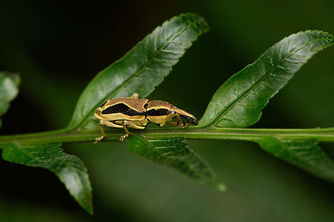 Epistrophus fimbriatus, San Cipriano Reserve, Colombia  Colombia,Colombia 2022,Epistrophus fimbriatus,Geotagged,San Cipriano Reserve,South America,Summer,World