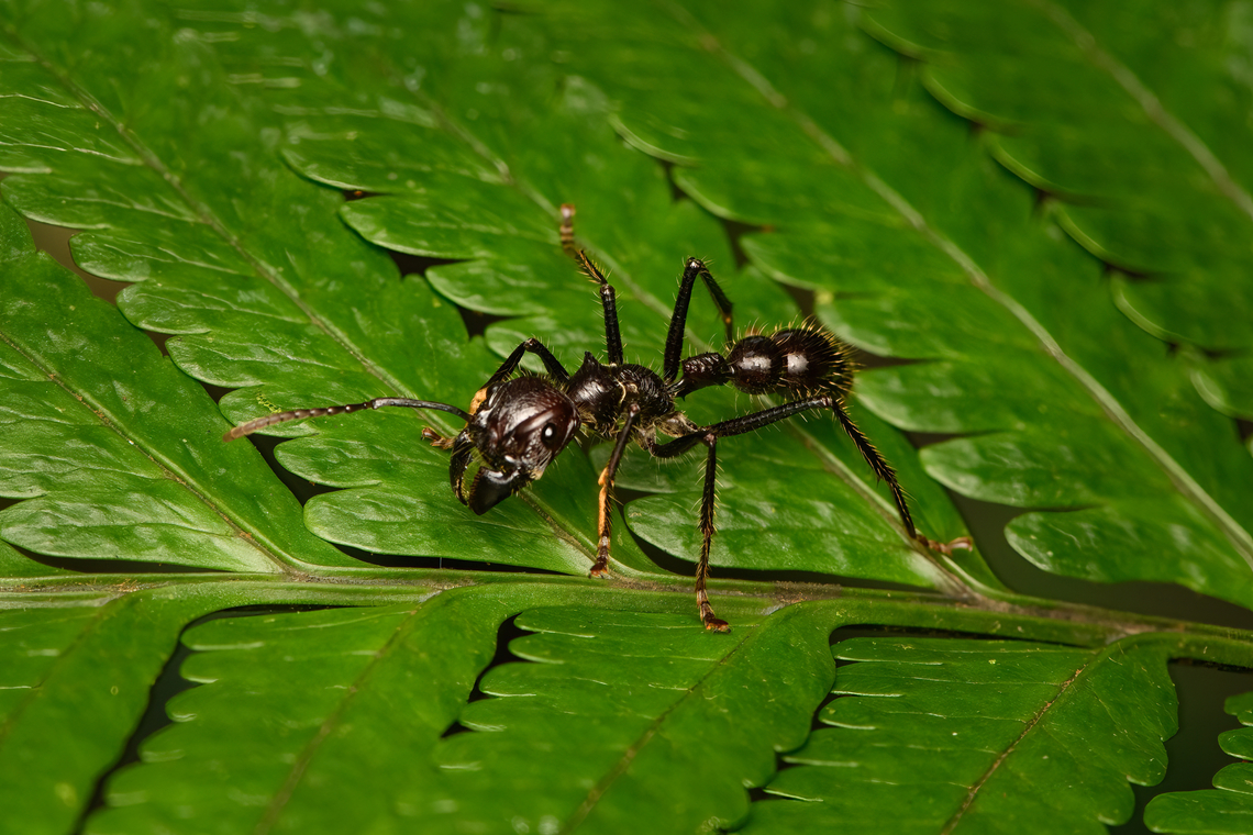 Bullet ant, San Cipriano Reserve, Colombia <figure class="photo"><a href="https://www.jungledragon.com/image/146279/bullet_ant_-_frontal_san_cipriano_reserve_colombia.html" title="Bullet ant - frontal, San Cipriano Reserve, Colombia"><img src="https://s3.amazonaws.com/media.jungledragon.com/images/2/146279_thumb.jpg?AWSAccessKeyId=05GMT0V3GWVNE7GGM1R2&Expires=1759968010&Signature=zaNumBLj%2FCkDDb5WU8P3sHM%2FVRA%3D" width="200" height="134" alt="Bullet ant - frontal, San Cipriano Reserve, Colombia https://www.jungledragon.com/image/146278/bullet_ant_san_cipriano_reserve_colombia.html Bullet Ant,Colombia,Colombia 2022,Geotagged,Paraponera clavata,San Cipriano Reserve,South America,Summer,World" /></a></figure> Bullet Ant,Colombia,Colombia 2022,Geotagged,Paraponera clavata,San Cipriano Reserve,South America,Summer,World