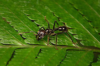 Bullet ant, San Cipriano Reserve, Colombia https://www.jungledragon.com/image/146279/bullet_ant_-_frontal_san_cipriano_reserve_colombia.html Bullet Ant,Colombia,Colombia 2022,Geotagged,Paraponera clavata,San Cipriano Reserve,South America,Summer,World