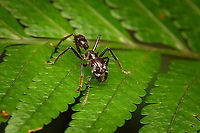 Bullet ant - frontal, San Cipriano Reserve, Colombia https://www.jungledragon.com/image/146278/bullet_ant_san_cipriano_reserve_colombia.html Bullet Ant,Colombia,Colombia 2022,Geotagged,Paraponera clavata,San Cipriano Reserve,South America,Summer,World