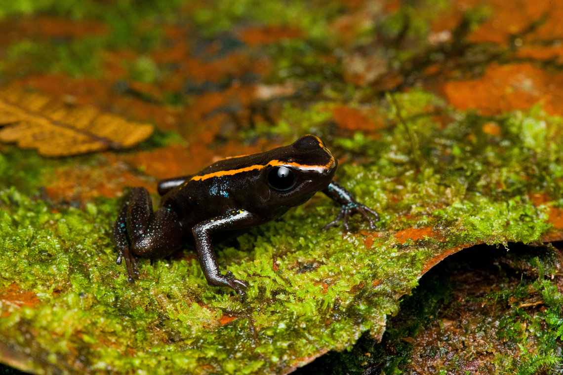 Phyllobates niche - 2, San Cipriano Reserve, Colombia It was a lot of hard work but finally we found the #1 frog target of the San Cipriano Reserve location, which is also the hardest frog to find of our entire herping tour.<br />
<br />
This one is in the Phyllobates genus, which contains only 6 species. They can be considered the true poison dart frogs as only these species are so poisonous as to actually be used in poison darts for the sake of hunting. As such, it&#039;s a tiny subset of the ~200 species in the Dendrobatidae family which has the somewhat misleading name &quot;Poison dart frogs&quot;.<br />
<br />
This particular species used to be considered a morph of the Kokoe Poison Frog (Phyllobates aurotaenia), yet is now treated as a separate species that is more closely related to Phyllobates terribilis (the ultimate poison frog). <br />
<br />
Thus, technically the temporary species name is Phyllobates sp. aff. aurotaenia. A new species, but awaiting its final name. The consensus seems to be that the final name will ultimately be Phyllobates niche. I first figured &quot;niche&quot; simply meant &quot;new&quot;, but instead it means dark-skinned. It&#039;s a reference and in honour of the people of the Choc&oacute; region, the African-Colombian community. The word is also used to describe the local music, which is a specific style of salsa music.<br />
<br />
Update December 2024: new official name for this species is Phyllobates samperi.<br />
<br />
<figure class="photo"><a href="https://www.jungledragon.com/image/146283/phyllobates_niche_-_1_san_cipriano_reserve_colombia.html" title="Phyllobates niche - 1, San Cipriano Reserve, Colombia"><img src="https://s3.amazonaws.com/media.jungledragon.com/images/2/146283_thumb.jpg?AWSAccessKeyId=05GMT0V3GWVNE7GGM1R2&Expires=1759968010&Signature=LS4k8hsSc%2FZ9ssVHbqs7QGzL94w%3D" width="200" height="134" alt="Phyllobates niche - 1, San Cipriano Reserve, Colombia It was a lot of hard work but finally we found the #1 frog target of the San Cipriano Reserve location, which is also the hardest frog to find of our entire herping tour.<br />
<br />
This one is in the Phyllobates genus, which contains only 6 species. They can be considered the true poison dart frogs as only these species are so poisonous as to actually be used in poison darts for the sake of hunting. As such, it&#039;s a tiny subset of the ~200 species in the Dendrobatidae family which has the somewhat misleading name &quot;Poison dart frogs&quot;.<br />
<br />
This particular species used to be considered a morph of the Kokoe Poison Frog (Phyllobates aurotaenia), yet is now treated as a separate species that is more closely related to Phyllobates terribilis (the ultimate poison frog). <br />
<br />
Thus, technically the temporary species name is Phyllobates sp. aff. aurotaenia. A new species, but awaiting its final name. The consensus seems to be that the final name will ultimately be Phyllobates niche. I first figured &quot;niche&quot; simply meant &quot;new&quot;, but instead it means dark-skinned. It&#039;s a reference and in honour of the people of the Choc&oacute; region, the African-Colombian community. The word is also used to describe the local music, which is a specific style of salsa music.<br />
<br />
Update December 2024: new official name for this species is Phyllobates samperi.<br />
<br />
https://www.jungledragon.com/image/146280/phyllobates_niche_-_2_san_cipriano_reserve_colombia.html<br />
https://www.jungledragon.com/image/146284/phyllobates_niche_-_3_san_cipriano_reserve_colombia.html<br />
https://www.jungledragon.com/image/146281/phyllobates_niche_-_4_san_cipriano_reserve_colombia.html<br />
https://www.jungledragon.com/image/146282/phyllobates_niche_-_5_san_cipriano_reserve_colombia.html<br />
https://www.jungledragon.com/image/146285/phyllobates_niche_-_6_san_cipriano_reserve_colombia.html<br />
 Colombia,Colombia 2022,Geotagged,Phyllobates niche,Phyllobates samperi,Phyllobates sp. aff. aurotaenia,San Cipriano Reserve,South America,Summer,World" /></a></figure><br />
<figure class="photo"><a href="https://www.jungledragon.com/image/146284/phyllobates_niche_-_3_san_cipriano_reserve_colombia.html" title="Phyllobates niche - 3, San Cipriano Reserve, Colombia"><img src="https://s3.amazonaws.com/media.jungledragon.com/images/2/146284_thumb.jpg?AWSAccessKeyId=05GMT0V3GWVNE7GGM1R2&Expires=1759968010&Signature=Gkv2TErcHhYSwLi9FLzDmyhGnnE%3D" width="200" height="134" alt="Phyllobates niche - 3, San Cipriano Reserve, Colombia It was a lot of hard work but finally we found the #1 frog target of the San Cipriano Reserve location, which is also the hardest frog to find of our entire herping tour.<br />
<br />
This one is in the Phyllobates genus, which contains only 6 species. They can be considered the true poison dart frogs as only these species are so poisonous as to actually be used in poison darts for the sake of hunting. As such, it&#039;s a tiny subset of the ~200 species in the Dendrobatidae family which has the somewhat misleading name &quot;Poison dart frogs&quot;.<br />
<br />
This particular species used to be considered a morph of the Kokoe Poison Frog (Phyllobates aurotaenia), yet is now treated as a separate species that is more closely related to Phyllobates terribilis (the ultimate poison frog). <br />
<br />
Thus, technically the temporary species name is Phyllobates sp. aff. aurotaenia. A new species, but awaiting its final name. The consensus seems to be that the final name will ultimately be Phyllobates niche. I first figured &quot;niche&quot; simply meant &quot;new&quot;, but instead it means dark-skinned. It&#039;s a reference and in honour of the people of the Choc&oacute; region, the African-Colombian community. The word is also used to describe the local music, which is a specific style of salsa music.<br />
<br />
Update December 2024: new official name for this species is Phyllobates samperi.<br />
<br />
https://www.jungledragon.com/image/146283/phyllobates_niche_-_1_san_cipriano_reserve_colombia.html<br />
https://www.jungledragon.com/image/146280/phyllobates_niche_-_2_san_cipriano_reserve_colombia.html<br />
https://www.jungledragon.com/image/146281/phyllobates_niche_-_4_san_cipriano_reserve_colombia.html<br />
https://www.jungledragon.com/image/146282/phyllobates_niche_-_5_san_cipriano_reserve_colombia.html<br />
https://www.jungledragon.com/image/146285/phyllobates_niche_-_6_san_cipriano_reserve_colombia.html<br />
 Colombia,Colombia 2022,Geotagged,Phyllobates niche,Phyllobates samperi,Phyllobates sp. aff. aurotaenia,San Cipriano Reserve,South America,Summer,World" /></a></figure><br />
<figure class="photo"><a href="https://www.jungledragon.com/image/146281/phyllobates_niche_-_4_san_cipriano_reserve_colombia.html" title="Phyllobates niche - 4, San Cipriano Reserve, Colombia"><img src="https://s3.amazonaws.com/media.jungledragon.com/images/2/146281_thumb.jpg?AWSAccessKeyId=05GMT0V3GWVNE7GGM1R2&Expires=1759968010&Signature=h%2Fc4%2BxF%2B%2FDZi%2FB8LDlKWbszyDpw%3D" width="200" height="134" alt="Phyllobates niche - 4, San Cipriano Reserve, Colombia It was a lot of hard work but finally we found the #1 frog target of the San Cipriano Reserve location, which is also the hardest frog to find of our entire herping tour.<br />
<br />
This one is in the Phyllobates genus, which contains only 6 species. They can be considered the true poison dart frogs as only these species are so poisonous as to actually be used in poison darts for the sake of hunting. As such, it&#039;s a tiny subset of the ~200 species in the Dendrobatidae family which has the somewhat misleading name &quot;Poison dart frogs&quot;.<br />
<br />
This particular species used to be considered a morph of the Kokoe Poison Frog (Phyllobates aurotaenia), yet is now treated as a separate species that is more closely related to Phyllobates terribilis (the ultimate poison frog). <br />
<br />
Thus, technically the temporary species name is Phyllobates sp. aff. aurotaenia. A new species, but awaiting its final name. The consensus seems to be that the final name will ultimately be Phyllobates niche. I first figured &quot;niche&quot; simply meant &quot;new&quot;, but instead it means dark-skinned. It&#039;s a reference and in honour of the people of the Choc&oacute; region, the African-Colombian community. The word is also used to describe the local music, which is a specific style of salsa music.<br />
<br />
Update December 2024: new official name for this species is Phyllobates samperi.<br />
<br />
https://www.jungledragon.com/image/146283/phyllobates_niche_-_1_san_cipriano_reserve_colombia.html<br />
https://www.jungledragon.com/image/146280/phyllobates_niche_-_2_san_cipriano_reserve_colombia.html<br />
https://www.jungledragon.com/image/146284/phyllobates_niche_-_3_san_cipriano_reserve_colombia.html<br />
https://www.jungledragon.com/image/146282/phyllobates_niche_-_5_san_cipriano_reserve_colombia.html<br />
https://www.jungledragon.com/image/146285/phyllobates_niche_-_6_san_cipriano_reserve_colombia.html<br />
 Colombia,Colombia 2022,Geotagged,Phyllobates niche,Phyllobates samperi,Phyllobates sp. aff. aurotaenia,San Cipriano Reserve,South America,Summer,World" /></a></figure><br />
<figure class="photo"><a href="https://www.jungledragon.com/image/146282/phyllobates_niche_-_5_san_cipriano_reserve_colombia.html" title="Phyllobates niche - 5, San Cipriano Reserve, Colombia"><img src="https://s3.amazonaws.com/media.jungledragon.com/images/2/146282_thumb.jpg?AWSAccessKeyId=05GMT0V3GWVNE7GGM1R2&Expires=1759968010&Signature=IzyoI8KAYMO2eYX94dVRO4T7WWE%3D" width="200" height="134" alt="Phyllobates niche - 5, San Cipriano Reserve, Colombia It was a lot of hard work but finally we found the #1 frog target of the San Cipriano Reserve location, which is also the hardest frog to find of our entire herping tour.<br />
<br />
This one is in the Phyllobates genus, which contains only 6 species. They can be considered the true poison dart frogs as only these species are so poisonous as to actually be used in poison darts for the sake of hunting. As such, it&#039;s a tiny subset of the ~200 species in the Dendrobatidae family which has the somewhat misleading name &quot;Poison dart frogs&quot;.<br />
<br />
This particular species used to be considered a morph of the Kokoe Poison Frog (Phyllobates aurotaenia), yet is now treated as a separate species that is more closely related to Phyllobates terribilis (the ultimate poison frog). <br />
<br />
Thus, technically the temporary species name is Phyllobates sp. aff. aurotaenia. A new species, but awaiting its final name. The consensus seems to be that the final name will ultimately be Phyllobates niche. I first figured &quot;niche&quot; simply meant &quot;new&quot;, but instead it means dark-skinned. It&#039;s a reference and in honour of the people of the Choc&oacute; region, the African-Colombian community. The word is also used to describe the local music, which is a specific style of salsa music.<br />
<br />
Update December 2024: new official name for this species is Phyllobates samperi.<br />
<br />
https://www.jungledragon.com/image/146283/phyllobates_niche_-_1_san_cipriano_reserve_colombia.html<br />
https://www.jungledragon.com/image/146280/phyllobates_niche_-_2_san_cipriano_reserve_colombia.html<br />
https://www.jungledragon.com/image/146284/phyllobates_niche_-_3_san_cipriano_reserve_colombia.html<br />
https://www.jungledragon.com/image/146281/phyllobates_niche_-_4_san_cipriano_reserve_colombia.html<br />
https://www.jungledragon.com/image/146285/phyllobates_niche_-_6_san_cipriano_reserve_colombia.html<br />
 Colombia,Colombia 2022,Geotagged,Phyllobates niche,Phyllobates samperi,Phyllobates sp. aff. aurotaenia,San Cipriano Reserve,South America,Summer,World" /></a></figure><br />
<figure class="photo"><a href="https://www.jungledragon.com/image/146285/phyllobates_niche_-_6_san_cipriano_reserve_colombia.html" title="Phyllobates niche - 6, San Cipriano Reserve, Colombia"><img src="https://s3.amazonaws.com/media.jungledragon.com/images/2/146285_thumb.jpg?AWSAccessKeyId=05GMT0V3GWVNE7GGM1R2&Expires=1759968010&Signature=4pAVwwS9Z5wJtqyROPjOXD9%2BY4M%3D" width="200" height="166" alt="Phyllobates niche - 6, San Cipriano Reserve, Colombia It was a lot of hard work but finally we found the #1 frog target of the San Cipriano Reserve location, which is also the hardest frog to find of our entire herping tour.<br />
<br />
This one is in the Phyllobates genus, which contains only 6 species. They can be considered the true poison dart frogs as only these species are so poisonous as to actually be used in poison darts for the sake of hunting. As such, it&#039;s a tiny subset of the ~200 species in the Dendrobatidae family which has the somewhat misleading name &quot;Poison dart frogs&quot;.<br />
<br />
This particular species used to be considered a morph of the Kokoe Poison Frog (Phyllobates aurotaenia), yet is now treated as a separate species that is more closely related to Phyllobates terribilis (the ultimate poison frog). <br />
<br />
Thus, technically the temporary species name is Phyllobates sp. aff. aurotaenia. A new species, but awaiting its final name. The consensus seems to be that the final name will ultimately be Phyllobates niche. I first figured &quot;niche&quot; simply meant &quot;new&quot;, but instead it means dark-skinned. It&#039;s a reference and in honour of the people of the Choc&oacute; region, the African-Colombian community. The word is also used to describe the local music, which is a specific style of salsa music.<br />
<br />
Update December 2024: new official name for this species is Phyllobates samperi.<br />
<br />
https://www.jungledragon.com/image/146283/phyllobates_niche_-_1_san_cipriano_reserve_colombia.html<br />
https://www.jungledragon.com/image/146280/phyllobates_niche_-_2_san_cipriano_reserve_colombia.html<br />
https://www.jungledragon.com/image/146284/phyllobates_niche_-_3_san_cipriano_reserve_colombia.html<br />
https://www.jungledragon.com/image/146281/phyllobates_niche_-_4_san_cipriano_reserve_colombia.html<br />
https://www.jungledragon.com/image/146282/phyllobates_niche_-_5_san_cipriano_reserve_colombia.html Colombia,Colombia 2022,Geotagged,Phyllobates niche,Phyllobates samperi,Phyllobates sp. aff. aurotaenia,San Cipriano Reserve,South America,Summer,World" /></a></figure><br />
 Colombia,Colombia 2022,Geotagged,Phyllobates samperi,Phyllobates sp. aff. aurotaenia,San Cipriano Reserve,South America,Summer,World