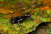Phyllobates niche - 2, San Cipriano Reserve, Colombia It was a lot of hard work but finally we found the #1 frog target of the San Cipriano Reserve location, which is also the hardest frog to find of our entire herping tour.<br />
<br />
This one is in the Phyllobates genus, which contains only 6 species. They can be considered the true poison dart frogs as only these species are so poisonous as to actually be used in poison darts for the sake of hunting. As such, it's a tiny subset of the ~200 species in the Dendrobatidae family which has the somewhat misleading name "Poison dart frogs".<br />
<br />
This particular species used to be considered a morph of the Kokoe Poison Frog (Phyllobates aurotaenia), yet is now treated as a separate species that is more closely related to Phyllobates terribilis (the ultimate poison frog). <br />
<br />
Thus, technically the temporary species name is Phyllobates sp. aff. aurotaenia. A new species, but awaiting its final name. The consensus seems to be that the final name will ultimately be Phyllobates niche. I first figured "niche" simply meant "new", but instead it means dark-skinned. It's a reference and in honour of the people of the Chocó region, the African-Colombian community. The word is also used to describe the local music, which is a specific style of salsa music.<br />
<br />
Update December 2024: new official name for this species is Phyllobates samperi.<br />
<br />
https://www.jungledragon.com/image/146283/phyllobates_niche_-_1_san_cipriano_reserve_colombia.html<br />
https://www.jungledragon.com/image/146284/phyllobates_niche_-_3_san_cipriano_reserve_colombia.html<br />
https://www.jungledragon.com/image/146281/phyllobates_niche_-_4_san_cipriano_reserve_colombia.html<br />
https://www.jungledragon.com/image/146282/phyllobates_niche_-_5_san_cipriano_reserve_colombia.html<br />
https://www.jungledragon.com/image/146285/phyllobates_niche_-_6_san_cipriano_reserve_colombia.html<br />
 Colombia,Colombia 2022,Geotagged,Phyllobates samperi,Phyllobates sp. aff. aurotaenia,San Cipriano Reserve,South America,Summer,World