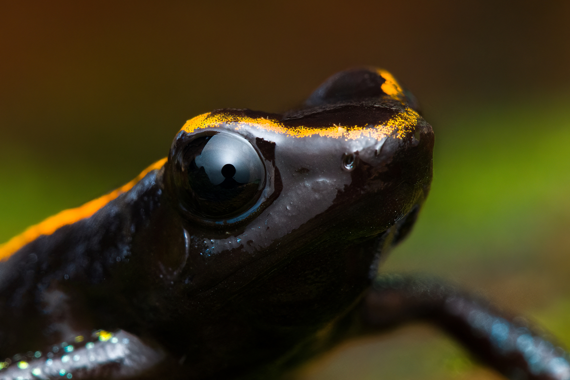 Phyllobates niche - 4, San Cipriano Reserve, Colombia It was a lot of hard work but finally we found the #1 frog target of the San Cipriano Reserve location, which is also the hardest frog to find of our entire herping tour.<br />
<br />
This one is in the Phyllobates genus, which contains only 6 species. They can be considered the true poison dart frogs as only these species are so poisonous as to actually be used in poison darts for the sake of hunting. As such, it&#039;s a tiny subset of the ~200 species in the Dendrobatidae family which has the somewhat misleading name &quot;Poison dart frogs&quot;.<br />
<br />
This particular species used to be considered a morph of the Kokoe Poison Frog (Phyllobates aurotaenia), yet is now treated as a separate species that is more closely related to Phyllobates terribilis (the ultimate poison frog). <br />
<br />
Thus, technically the temporary species name is Phyllobates sp. aff. aurotaenia. A new species, but awaiting its final name. The consensus seems to be that the final name will ultimately be Phyllobates niche. I first figured &quot;niche&quot; simply meant &quot;new&quot;, but instead it means dark-skinned. It&#039;s a reference and in honour of the people of the Choc&oacute; region, the African-Colombian community. The word is also used to describe the local music, which is a specific style of salsa music.<br />
<br />
Update December 2024: new official name for this species is Phyllobates samperi.<br />
<br />
<figure class="photo"><a href="https://www.jungledragon.com/image/146283/phyllobates_niche_-_1_san_cipriano_reserve_colombia.html" title="Phyllobates niche - 1, San Cipriano Reserve, Colombia"><img src="https://s3.amazonaws.com/media.jungledragon.com/images/2/146283_thumb.jpg?AWSAccessKeyId=05GMT0V3GWVNE7GGM1R2&Expires=1759968010&Signature=LS4k8hsSc%2FZ9ssVHbqs7QGzL94w%3D" width="200" height="134" alt="Phyllobates niche - 1, San Cipriano Reserve, Colombia It was a lot of hard work but finally we found the #1 frog target of the San Cipriano Reserve location, which is also the hardest frog to find of our entire herping tour.<br />
<br />
This one is in the Phyllobates genus, which contains only 6 species. They can be considered the true poison dart frogs as only these species are so poisonous as to actually be used in poison darts for the sake of hunting. As such, it&#039;s a tiny subset of the ~200 species in the Dendrobatidae family which has the somewhat misleading name &quot;Poison dart frogs&quot;.<br />
<br />
This particular species used to be considered a morph of the Kokoe Poison Frog (Phyllobates aurotaenia), yet is now treated as a separate species that is more closely related to Phyllobates terribilis (the ultimate poison frog). <br />
<br />
Thus, technically the temporary species name is Phyllobates sp. aff. aurotaenia. A new species, but awaiting its final name. The consensus seems to be that the final name will ultimately be Phyllobates niche. I first figured &quot;niche&quot; simply meant &quot;new&quot;, but instead it means dark-skinned. It&#039;s a reference and in honour of the people of the Choc&oacute; region, the African-Colombian community. The word is also used to describe the local music, which is a specific style of salsa music.<br />
<br />
Update December 2024: new official name for this species is Phyllobates samperi.<br />
<br />
https://www.jungledragon.com/image/146280/phyllobates_niche_-_2_san_cipriano_reserve_colombia.html<br />
https://www.jungledragon.com/image/146284/phyllobates_niche_-_3_san_cipriano_reserve_colombia.html<br />
https://www.jungledragon.com/image/146281/phyllobates_niche_-_4_san_cipriano_reserve_colombia.html<br />
https://www.jungledragon.com/image/146282/phyllobates_niche_-_5_san_cipriano_reserve_colombia.html<br />
https://www.jungledragon.com/image/146285/phyllobates_niche_-_6_san_cipriano_reserve_colombia.html<br />
 Colombia,Colombia 2022,Geotagged,Phyllobates niche,Phyllobates samperi,Phyllobates sp. aff. aurotaenia,San Cipriano Reserve,South America,Summer,World" /></a></figure><br />
<figure class="photo"><a href="https://www.jungledragon.com/image/146280/phyllobates_niche_-_2_san_cipriano_reserve_colombia.html" title="Phyllobates niche - 2, San Cipriano Reserve, Colombia"><img src="https://s3.amazonaws.com/media.jungledragon.com/images/2/146280_thumb.jpg?AWSAccessKeyId=05GMT0V3GWVNE7GGM1R2&Expires=1759968010&Signature=plWZpb%2BthRkb35iRuhZ33l2%2FR2Q%3D" width="200" height="134" alt="Phyllobates niche - 2, San Cipriano Reserve, Colombia It was a lot of hard work but finally we found the #1 frog target of the San Cipriano Reserve location, which is also the hardest frog to find of our entire herping tour.<br />
<br />
This one is in the Phyllobates genus, which contains only 6 species. They can be considered the true poison dart frogs as only these species are so poisonous as to actually be used in poison darts for the sake of hunting. As such, it&#039;s a tiny subset of the ~200 species in the Dendrobatidae family which has the somewhat misleading name &quot;Poison dart frogs&quot;.<br />
<br />
This particular species used to be considered a morph of the Kokoe Poison Frog (Phyllobates aurotaenia), yet is now treated as a separate species that is more closely related to Phyllobates terribilis (the ultimate poison frog). <br />
<br />
Thus, technically the temporary species name is Phyllobates sp. aff. aurotaenia. A new species, but awaiting its final name. The consensus seems to be that the final name will ultimately be Phyllobates niche. I first figured &quot;niche&quot; simply meant &quot;new&quot;, but instead it means dark-skinned. It&#039;s a reference and in honour of the people of the Choc&oacute; region, the African-Colombian community. The word is also used to describe the local music, which is a specific style of salsa music.<br />
<br />
Update December 2024: new official name for this species is Phyllobates samperi.<br />
<br />
https://www.jungledragon.com/image/146283/phyllobates_niche_-_1_san_cipriano_reserve_colombia.html<br />
https://www.jungledragon.com/image/146284/phyllobates_niche_-_3_san_cipriano_reserve_colombia.html<br />
https://www.jungledragon.com/image/146281/phyllobates_niche_-_4_san_cipriano_reserve_colombia.html<br />
https://www.jungledragon.com/image/146282/phyllobates_niche_-_5_san_cipriano_reserve_colombia.html<br />
https://www.jungledragon.com/image/146285/phyllobates_niche_-_6_san_cipriano_reserve_colombia.html<br />
 Colombia,Colombia 2022,Geotagged,Phyllobates samperi,Phyllobates sp. aff. aurotaenia,San Cipriano Reserve,South America,Summer,World" /></a></figure><br />
<figure class="photo"><a href="https://www.jungledragon.com/image/146284/phyllobates_niche_-_3_san_cipriano_reserve_colombia.html" title="Phyllobates niche - 3, San Cipriano Reserve, Colombia"><img src="https://s3.amazonaws.com/media.jungledragon.com/images/2/146284_thumb.jpg?AWSAccessKeyId=05GMT0V3GWVNE7GGM1R2&Expires=1759968010&Signature=Gkv2TErcHhYSwLi9FLzDmyhGnnE%3D" width="200" height="134" alt="Phyllobates niche - 3, San Cipriano Reserve, Colombia It was a lot of hard work but finally we found the #1 frog target of the San Cipriano Reserve location, which is also the hardest frog to find of our entire herping tour.<br />
<br />
This one is in the Phyllobates genus, which contains only 6 species. They can be considered the true poison dart frogs as only these species are so poisonous as to actually be used in poison darts for the sake of hunting. As such, it&#039;s a tiny subset of the ~200 species in the Dendrobatidae family which has the somewhat misleading name &quot;Poison dart frogs&quot;.<br />
<br />
This particular species used to be considered a morph of the Kokoe Poison Frog (Phyllobates aurotaenia), yet is now treated as a separate species that is more closely related to Phyllobates terribilis (the ultimate poison frog). <br />
<br />
Thus, technically the temporary species name is Phyllobates sp. aff. aurotaenia. A new species, but awaiting its final name. The consensus seems to be that the final name will ultimately be Phyllobates niche. I first figured &quot;niche&quot; simply meant &quot;new&quot;, but instead it means dark-skinned. It&#039;s a reference and in honour of the people of the Choc&oacute; region, the African-Colombian community. The word is also used to describe the local music, which is a specific style of salsa music.<br />
<br />
Update December 2024: new official name for this species is Phyllobates samperi.<br />
<br />
https://www.jungledragon.com/image/146283/phyllobates_niche_-_1_san_cipriano_reserve_colombia.html<br />
https://www.jungledragon.com/image/146280/phyllobates_niche_-_2_san_cipriano_reserve_colombia.html<br />
https://www.jungledragon.com/image/146281/phyllobates_niche_-_4_san_cipriano_reserve_colombia.html<br />
https://www.jungledragon.com/image/146282/phyllobates_niche_-_5_san_cipriano_reserve_colombia.html<br />
https://www.jungledragon.com/image/146285/phyllobates_niche_-_6_san_cipriano_reserve_colombia.html<br />
 Colombia,Colombia 2022,Geotagged,Phyllobates niche,Phyllobates samperi,Phyllobates sp. aff. aurotaenia,San Cipriano Reserve,South America,Summer,World" /></a></figure><br />
<figure class="photo"><a href="https://www.jungledragon.com/image/146282/phyllobates_niche_-_5_san_cipriano_reserve_colombia.html" title="Phyllobates niche - 5, San Cipriano Reserve, Colombia"><img src="https://s3.amazonaws.com/media.jungledragon.com/images/2/146282_thumb.jpg?AWSAccessKeyId=05GMT0V3GWVNE7GGM1R2&Expires=1759968010&Signature=IzyoI8KAYMO2eYX94dVRO4T7WWE%3D" width="200" height="134" alt="Phyllobates niche - 5, San Cipriano Reserve, Colombia It was a lot of hard work but finally we found the #1 frog target of the San Cipriano Reserve location, which is also the hardest frog to find of our entire herping tour.<br />
<br />
This one is in the Phyllobates genus, which contains only 6 species. They can be considered the true poison dart frogs as only these species are so poisonous as to actually be used in poison darts for the sake of hunting. As such, it&#039;s a tiny subset of the ~200 species in the Dendrobatidae family which has the somewhat misleading name &quot;Poison dart frogs&quot;.<br />
<br />
This particular species used to be considered a morph of the Kokoe Poison Frog (Phyllobates aurotaenia), yet is now treated as a separate species that is more closely related to Phyllobates terribilis (the ultimate poison frog). <br />
<br />
Thus, technically the temporary species name is Phyllobates sp. aff. aurotaenia. A new species, but awaiting its final name. The consensus seems to be that the final name will ultimately be Phyllobates niche. I first figured &quot;niche&quot; simply meant &quot;new&quot;, but instead it means dark-skinned. It&#039;s a reference and in honour of the people of the Choc&oacute; region, the African-Colombian community. The word is also used to describe the local music, which is a specific style of salsa music.<br />
<br />
Update December 2024: new official name for this species is Phyllobates samperi.<br />
<br />
https://www.jungledragon.com/image/146283/phyllobates_niche_-_1_san_cipriano_reserve_colombia.html<br />
https://www.jungledragon.com/image/146280/phyllobates_niche_-_2_san_cipriano_reserve_colombia.html<br />
https://www.jungledragon.com/image/146284/phyllobates_niche_-_3_san_cipriano_reserve_colombia.html<br />
https://www.jungledragon.com/image/146281/phyllobates_niche_-_4_san_cipriano_reserve_colombia.html<br />
https://www.jungledragon.com/image/146285/phyllobates_niche_-_6_san_cipriano_reserve_colombia.html<br />
 Colombia,Colombia 2022,Geotagged,Phyllobates niche,Phyllobates samperi,Phyllobates sp. aff. aurotaenia,San Cipriano Reserve,South America,Summer,World" /></a></figure><br />
<figure class="photo"><a href="https://www.jungledragon.com/image/146285/phyllobates_niche_-_6_san_cipriano_reserve_colombia.html" title="Phyllobates niche - 6, San Cipriano Reserve, Colombia"><img src="https://s3.amazonaws.com/media.jungledragon.com/images/2/146285_thumb.jpg?AWSAccessKeyId=05GMT0V3GWVNE7GGM1R2&Expires=1759968010&Signature=4pAVwwS9Z5wJtqyROPjOXD9%2BY4M%3D" width="200" height="166" alt="Phyllobates niche - 6, San Cipriano Reserve, Colombia It was a lot of hard work but finally we found the #1 frog target of the San Cipriano Reserve location, which is also the hardest frog to find of our entire herping tour.<br />
<br />
This one is in the Phyllobates genus, which contains only 6 species. They can be considered the true poison dart frogs as only these species are so poisonous as to actually be used in poison darts for the sake of hunting. As such, it&#039;s a tiny subset of the ~200 species in the Dendrobatidae family which has the somewhat misleading name &quot;Poison dart frogs&quot;.<br />
<br />
This particular species used to be considered a morph of the Kokoe Poison Frog (Phyllobates aurotaenia), yet is now treated as a separate species that is more closely related to Phyllobates terribilis (the ultimate poison frog). <br />
<br />
Thus, technically the temporary species name is Phyllobates sp. aff. aurotaenia. A new species, but awaiting its final name. The consensus seems to be that the final name will ultimately be Phyllobates niche. I first figured &quot;niche&quot; simply meant &quot;new&quot;, but instead it means dark-skinned. It&#039;s a reference and in honour of the people of the Choc&oacute; region, the African-Colombian community. The word is also used to describe the local music, which is a specific style of salsa music.<br />
<br />
Update December 2024: new official name for this species is Phyllobates samperi.<br />
<br />
https://www.jungledragon.com/image/146283/phyllobates_niche_-_1_san_cipriano_reserve_colombia.html<br />
https://www.jungledragon.com/image/146280/phyllobates_niche_-_2_san_cipriano_reserve_colombia.html<br />
https://www.jungledragon.com/image/146284/phyllobates_niche_-_3_san_cipriano_reserve_colombia.html<br />
https://www.jungledragon.com/image/146281/phyllobates_niche_-_4_san_cipriano_reserve_colombia.html<br />
https://www.jungledragon.com/image/146282/phyllobates_niche_-_5_san_cipriano_reserve_colombia.html Colombia,Colombia 2022,Geotagged,Phyllobates niche,Phyllobates samperi,Phyllobates sp. aff. aurotaenia,San Cipriano Reserve,South America,Summer,World" /></a></figure><br />
 Colombia,Colombia 2022,Geotagged,Phyllobates niche,Phyllobates samperi,Phyllobates sp. aff. aurotaenia,San Cipriano Reserve,South America,Summer,World
