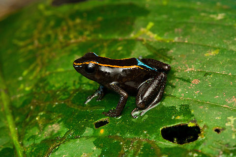 Phyllobates niche - 5, San Cipriano Reserve, Colombia It was a lot of hard work but finally we found the #1 frog target of the San Cipriano Reserve location, which is also the hardest frog to find of our entire herping tour.

This one is in the Phyllobates genus, which contains only 6 species. They can be considered the true poison dart frogs as only these species are so poisonous as to actually be used in poison darts for the sake of hunting. As such, it's a tiny subset of the ~200 species in the Dendrobatidae family which has the somewhat misleading name "Poison dart frogs".

This particular species used to be considered a morph of the Kokoe Poison Frog (Phyllobates aurotaenia), yet is now treated as a separate species that is more closely related to Phyllobates terribilis (the ultimate poison frog). 

Thus, technically the temporary species name is Phyllobates sp. aff. aurotaenia. A new species, but awaiting its final name. The consensus seems to be that the final name will ultimately be Phyllobates niche. I first figured "niche" simply meant "new", but instead it means dark-skinned. It's a reference and in honour of the people of the Choc&oacute; region, the African-Colombian community. The word is also used to describe the local music, which is a specific style of salsa music.

Update December 2024: new official name for this species is Phyllobates samperi.

https://www.jungledragon.com/image/146283/phyllobates_niche_-_1_san_cipriano_reserve_colombia.html
https://www.jungledragon.com/image/146280/phyllobates_niche_-_2_san_cipriano_reserve_colombia.html
https://www.jungledragon.com/image/146284/phyllobates_niche_-_3_san_cipriano_reserve_colombia.html
https://www.jungledragon.com/image/146281/phyllobates_niche_-_4_san_cipriano_reserve_colombia.html
https://www.jungledragon.com/image/146285/phyllobates_niche_-_6_san_cipriano_reserve_colombia.html
 Colombia,Colombia 2022,Geotagged,Phyllobates niche,Phyllobates samperi,Phyllobates sp. aff. aurotaenia,San Cipriano Reserve,South America,Summer,World