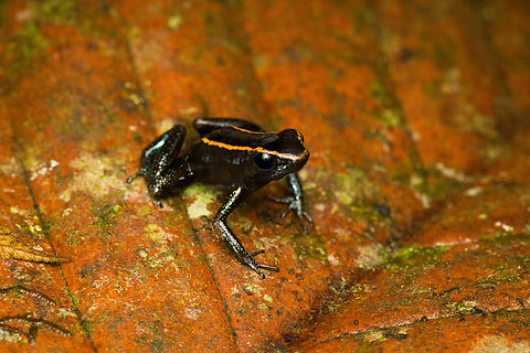 Phyllobates niche - 1, San Cipriano Reserve, Colombia It was a lot of hard work but finally we found the #1 frog target of the San Cipriano Reserve location, which is also the hardest frog to find of our entire herping tour.

This one is in the Phyllobates genus, which contains only 6 species. They can be considered the true poison dart frogs as only these species are so poisonous as to actually be used in poison darts for the sake of hunting. As such, it's a tiny subset of the ~200 species in the Dendrobatidae family which has the somewhat misleading name "Poison dart frogs".

This particular species used to be considered a morph of the Kokoe Poison Frog (Phyllobates aurotaenia), yet is now treated as a separate species that is more closely related to Phyllobates terribilis (the ultimate poison frog). 

Thus, technically the temporary species name is Phyllobates sp. aff. aurotaenia. A new species, but awaiting its final name. The consensus seems to be that the final name will ultimately be Phyllobates niche. I first figured "niche" simply meant "new", but instead it means dark-skinned. It's a reference and in honour of the people of the Chocó region, the African-Colombian community. The word is also used to describe the local music, which is a specific style of salsa music.

Update December 2024: new official name for this species is Phyllobates samperi.

https://www.jungledragon.com/image/146280/phyllobates_niche_-_2_san_cipriano_reserve_colombia.html
https://www.jungledragon.com/image/146284/phyllobates_niche_-_3_san_cipriano_reserve_colombia.html
https://www.jungledragon.com/image/146281/phyllobates_niche_-_4_san_cipriano_reserve_colombia.html
https://www.jungledragon.com/image/146282/phyllobates_niche_-_5_san_cipriano_reserve_colombia.html
https://www.jungledragon.com/image/146285/phyllobates_niche_-_6_san_cipriano_reserve_colombia.html
 Colombia,Colombia 2022,Geotagged,Phyllobates niche,Phyllobates samperi,Phyllobates sp. aff. aurotaenia,San Cipriano Reserve,South America,Summer,World