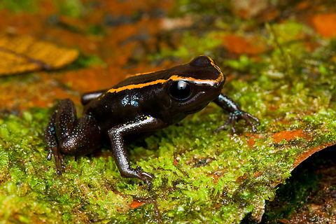 Phyllobates niche - 3, San Cipriano Reserve, Colombia It was a lot of hard work but finally we found the #1 frog target of the San Cipriano Reserve location, which is also the hardest frog to find of our entire herping tour.

This one is in the Phyllobates genus, which contains only 6 species. They can be considered the true poison dart frogs as only these species are so poisonous as to actually be used in poison darts for the sake of hunting. As such, it's a tiny subset of the ~200 species in the Dendrobatidae family which has the somewhat misleading name "Poison dart frogs".

This particular species used to be considered a morph of the Kokoe Poison Frog (Phyllobates aurotaenia), yet is now treated as a separate species that is more closely related to Phyllobates terribilis (the ultimate poison frog). 

Thus, technically the temporary species name is Phyllobates sp. aff. aurotaenia. A new species, but awaiting its final name. The consensus seems to be that the final name will ultimately be Phyllobates niche. I first figured "niche" simply meant "new", but instead it means dark-skinned. It's a reference and in honour of the people of the Chocó region, the African-Colombian community. The word is also used to describe the local music, which is a specific style of salsa music.

Update December 2024: new official name for this species is Phyllobates samperi.

https://www.jungledragon.com/image/146283/phyllobates_niche_-_1_san_cipriano_reserve_colombia.html
https://www.jungledragon.com/image/146280/phyllobates_niche_-_2_san_cipriano_reserve_colombia.html
https://www.jungledragon.com/image/146281/phyllobates_niche_-_4_san_cipriano_reserve_colombia.html
https://www.jungledragon.com/image/146282/phyllobates_niche_-_5_san_cipriano_reserve_colombia.html
https://www.jungledragon.com/image/146285/phyllobates_niche_-_6_san_cipriano_reserve_colombia.html
 Colombia,Colombia 2022,Geotagged,Phyllobates niche,Phyllobates samperi,Phyllobates sp. aff. aurotaenia,San Cipriano Reserve,South America,Summer,World
