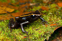Phyllobates niche - 3, San Cipriano Reserve, Colombia It was a lot of hard work but finally we found the #1 frog target of the San Cipriano Reserve location, which is also the hardest frog to find of our entire herping tour.<br />
<br />
This one is in the Phyllobates genus, which contains only 6 species. They can be considered the true poison dart frogs as only these species are so poisonous as to actually be used in poison darts for the sake of hunting. As such, it's a tiny subset of the ~200 species in the Dendrobatidae family which has the somewhat misleading name "Poison dart frogs".<br />
<br />
This particular species used to be considered a morph of the Kokoe Poison Frog (Phyllobates aurotaenia), yet is now treated as a separate species that is more closely related to Phyllobates terribilis (the ultimate poison frog). <br />
<br />
Thus, technically the temporary species name is Phyllobates sp. aff. aurotaenia. A new species, but awaiting its final name. The consensus seems to be that the final name will ultimately be Phyllobates niche. I first figured "niche" simply meant "new", but instead it means dark-skinned. It's a reference and in honour of the people of the Chocó region, the African-Colombian community. The word is also used to describe the local music, which is a specific style of salsa music.<br />
<br />
Update December 2024: new official name for this species is Phyllobates samperi.<br />
<br />
https://www.jungledragon.com/image/146283/phyllobates_niche_-_1_san_cipriano_reserve_colombia.html<br />
https://www.jungledragon.com/image/146280/phyllobates_niche_-_2_san_cipriano_reserve_colombia.html<br />
https://www.jungledragon.com/image/146281/phyllobates_niche_-_4_san_cipriano_reserve_colombia.html<br />
https://www.jungledragon.com/image/146282/phyllobates_niche_-_5_san_cipriano_reserve_colombia.html<br />
https://www.jungledragon.com/image/146285/phyllobates_niche_-_6_san_cipriano_reserve_colombia.html<br />
Colombia,Colombia 2022,Geotagged,Phyllobates niche,Phyllobates samperi,Phyllobates sp. aff. aurotaenia,San Cipriano Reserve,South America,Summer,World