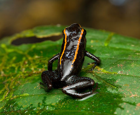 Phyllobates niche - 6, San Cipriano Reserve, Colombia It was a lot of hard work but finally we found the #1 frog target of the San Cipriano Reserve location, which is also the hardest frog to find of our entire herping tour.

This one is in the Phyllobates genus, which contains only 6 species. They can be considered the true poison dart frogs as only these species are so poisonous as to actually be used in poison darts for the sake of hunting. As such, it's a tiny subset of the ~200 species in the Dendrobatidae family which has the somewhat misleading name "Poison dart frogs".

This particular species used to be considered a morph of the Kokoe Poison Frog (Phyllobates aurotaenia), yet is now treated as a separate species that is more closely related to Phyllobates terribilis (the ultimate poison frog). 

Thus, technically the temporary species name is Phyllobates sp. aff. aurotaenia. A new species, but awaiting its final name. The consensus seems to be that the final name will ultimately be Phyllobates niche. I first figured "niche" simply meant "new", but instead it means dark-skinned. It's a reference and in honour of the people of the Chocó region, the African-Colombian community. The word is also used to describe the local music, which is a specific style of salsa music.

Update December 2024: new official name for this species is Phyllobates samperi.

https://www.jungledragon.com/image/146283/phyllobates_niche_-_1_san_cipriano_reserve_colombia.html
https://www.jungledragon.com/image/146280/phyllobates_niche_-_2_san_cipriano_reserve_colombia.html
https://www.jungledragon.com/image/146284/phyllobates_niche_-_3_san_cipriano_reserve_colombia.html
https://www.jungledragon.com/image/146281/phyllobates_niche_-_4_san_cipriano_reserve_colombia.html
https://www.jungledragon.com/image/146282/phyllobates_niche_-_5_san_cipriano_reserve_colombia.html Colombia,Colombia 2022,Geotagged,Phyllobates niche,Phyllobates samperi,Phyllobates sp. aff. aurotaenia,San Cipriano Reserve,South America,Summer,World