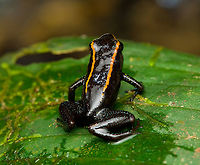 Phyllobates niche - 6, San Cipriano Reserve, Colombia It was a lot of hard work but finally we found the #1 frog target of the San Cipriano Reserve location, which is also the hardest frog to find of our entire herping tour.<br />
<br />
This one is in the Phyllobates genus, which contains only 6 species. They can be considered the true poison dart frogs as only these species are so poisonous as to actually be used in poison darts for the sake of hunting. As such, it's a tiny subset of the ~200 species in the Dendrobatidae family which has the somewhat misleading name "Poison dart frogs".<br />
<br />
This particular species used to be considered a morph of the Kokoe Poison Frog (Phyllobates aurotaenia), yet is now treated as a separate species that is more closely related to Phyllobates terribilis (the ultimate poison frog). <br />
<br />
Thus, technically the temporary species name is Phyllobates sp. aff. aurotaenia. A new species, but awaiting its final name. The consensus seems to be that the final name will ultimately be Phyllobates niche. I first figured "niche" simply meant "new", but instead it means dark-skinned. It's a reference and in honour of the people of the Chocó region, the African-Colombian community. The word is also used to describe the local music, which is a specific style of salsa music.<br />
<br />
Update December 2024: new official name for this species is Phyllobates samperi.<br />
<br />
https://www.jungledragon.com/image/146283/phyllobates_niche_-_1_san_cipriano_reserve_colombia.html<br />
https://www.jungledragon.com/image/146280/phyllobates_niche_-_2_san_cipriano_reserve_colombia.html<br />
https://www.jungledragon.com/image/146284/phyllobates_niche_-_3_san_cipriano_reserve_colombia.html<br />
https://www.jungledragon.com/image/146281/phyllobates_niche_-_4_san_cipriano_reserve_colombia.html<br />
https://www.jungledragon.com/image/146282/phyllobates_niche_-_5_san_cipriano_reserve_colombia.html Colombia,Colombia 2022,Geotagged,Phyllobates niche,Phyllobates samperi,Phyllobates sp. aff. aurotaenia,San Cipriano Reserve,South America,Summer,World