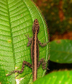 Anchicayá Anole - back, San Cipriano Reserve, Colombia https://www.jungledragon.com/image/146290/anchicay_anole_san_cipriano_reserve_colombia.html Anolis anchicayae,Colombia,Colombia 2022,Geotagged,San Cipriano Reserve,South America,Summer,World