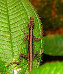 Anchicayá Anole - back, San Cipriano Reserve, Colombia https://www.jungledragon.com/image/146290/anchicay_anole_san_cipriano_reserve_colombia.html Anolis anchicayae,Colombia,Colombia 2022,Geotagged,San Cipriano Reserve,South America,Summer,World