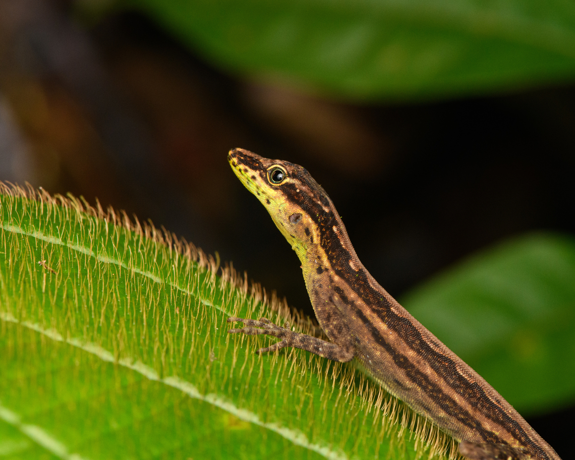Anchicayá Anole, San Cipriano Reserve, Colombia <figure class="photo"><a href="https://www.jungledragon.com/image/146289/anchicay_anole_-_back_san_cipriano_reserve_colombia.html" title="Anchicay&aacute; Anole - back, San Cipriano Reserve, Colombia"><img src="https://s3.amazonaws.com/media.jungledragon.com/images/2/146289_thumb.jpg?AWSAccessKeyId=05GMT0V3GWVNE7GGM1R2&Expires=1767225610&Signature=LY0adlRfzFfm8NH80cljjklet84%3D" width="132" height="152" alt="Anchicay&aacute; Anole - back, San Cipriano Reserve, Colombia https://www.jungledragon.com/image/146290/anchicay_anole_san_cipriano_reserve_colombia.html Anolis anchicayae,Colombia,Colombia 2022,Geotagged,San Cipriano Reserve,South America,Summer,World" /></a></figure> Anchicayá Anole,Anolis anchicayae,Colombia,Colombia 2022,Geotagged,San Cipriano Reserve,South America,Summer,World