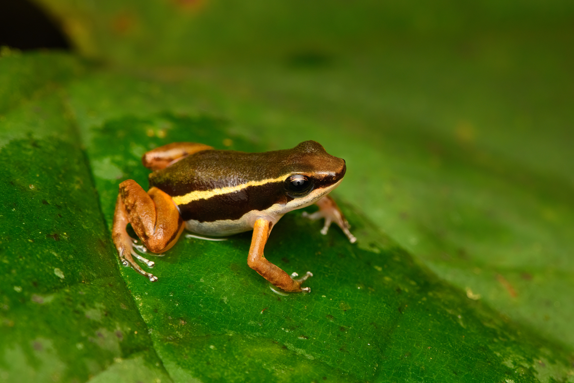 Boquete Rocket Frog, San Cipriano Reserve, Colombia After securing frog target #1 (Phyllobates niche) of this location, we soon found target #2: the Boquete Rocket Frog. This is a pretty rare frog that was hard to get into view. We heard it multiple times over the course of 2 days, but it kept rocketing away, pun intended.<br />
<figure class="photo"><a href="https://www.jungledragon.com/image/146292/boquete_rocket_frogs_san_cipriano_reserve_colombia.html" title="Boquete Rocket Frogs, San Cipriano Reserve, Colombia"><img src="https://s3.amazonaws.com/media.jungledragon.com/images/2/146292_thumb.jpg?AWSAccessKeyId=05GMT0V3GWVNE7GGM1R2&Expires=1770854410&Signature=LwHcL13p%2B%2FAH97qrhZMEIVXXjRk%3D" width="140" height="152" alt="Boquete Rocket Frogs, San Cipriano Reserve, Colombia After securing frog target #1 (Phyllobates niche) of this location, we soon found target #2: the Boquete Rocket Frog. This is a pretty rare frog that was hard to get into view. We heard it multiple times over the course of 2 days, but it kept rocketing away, pun intended.<br />
https://www.jungledragon.com/image/146291/boquete_rocket_frog_san_cipriano_reserve_colombia.html Boquete Rocket Frog,Colombia,Colombia 2022,Geotagged,San Cipriano Reserve,Silverstoneia nubicola,South America,Summer,World" /></a></figure> Colombia,Colombia 2022,Geotagged,San Cipriano Reserve,Silverstoneia nubicola,South America,Summer,World