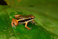Boquete Rocket Frog, San Cipriano Reserve, Colombia After securing frog target #1 (Phyllobates niche) of this location, we soon found target #2: the Boquete Rocket Frog. This is a pretty rare frog that was hard to get into view. We heard it multiple times over the course of 2 days, but it kept rocketing away, pun intended.<br />
https://www.jungledragon.com/image/146292/boquete_rocket_frogs_san_cipriano_reserve_colombia.html Colombia,Colombia 2022,Geotagged,San Cipriano Reserve,Silverstoneia nubicola,South America,Summer,World