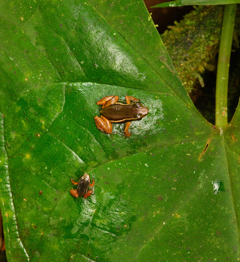 Boquete Rocket Frogs, San Cipriano Reserve, Colombia After securing frog target #1 (Phyllobates niche) of this location, we soon found target #2: the Boquete Rocket Frog. This is a pretty rare frog that was hard to get into view. We heard it multiple times over the course of 2 days, but it kept rocketing away, pun intended.<br />
<figure class="photo"><a href="https://www.jungledragon.com/image/146291/boquete_rocket_frog_san_cipriano_reserve_colombia.html" title="Boquete Rocket Frog, San Cipriano Reserve, Colombia"><img src="https://s3.amazonaws.com/media.jungledragon.com/images/2/146291_thumb.jpg?AWSAccessKeyId=05GMT0V3GWVNE7GGM1R2&Expires=1759968010&Signature=f0MA995lIoFpTgAH2LhfZSWg%2BrE%3D" width="200" height="134" alt="Boquete Rocket Frog, San Cipriano Reserve, Colombia After securing frog target #1 (Phyllobates niche) of this location, we soon found target #2: the Boquete Rocket Frog. This is a pretty rare frog that was hard to get into view. We heard it multiple times over the course of 2 days, but it kept rocketing away, pun intended.<br />
https://www.jungledragon.com/image/146292/boquete_rocket_frogs_san_cipriano_reserve_colombia.html Colombia,Colombia 2022,Geotagged,San Cipriano Reserve,Silverstoneia nubicola,South America,Summer,World" /></a></figure> Boquete Rocket Frog,Colombia,Colombia 2022,Geotagged,San Cipriano Reserve,Silverstoneia nubicola,South America,Summer,World