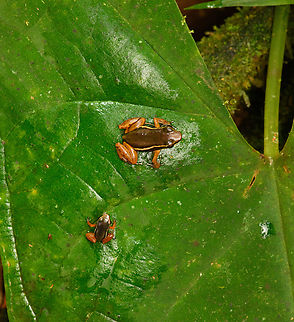 Boquete Rocket Frogs, San Cipriano Reserve, Colombia After securing frog target #1 (Phyllobates niche) of this location, we soon found target #2: the Boquete Rocket Frog. This is a pretty rare frog that was hard to get into view. We heard it multiple times over the course of 2 days, but it kept rocketing away, pun intended.
https://www.jungledragon.com/image/146291/boquete_rocket_frog_san_cipriano_reserve_colombia.html Boquete Rocket Frog,Colombia,Colombia 2022,Geotagged,San Cipriano Reserve,Silverstoneia nubicola,South America,Summer,World