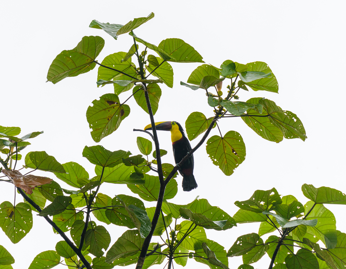 Chocó Toucan, San Cipriano Reserve, Colombia Awful light, but not a bird I will skip. Choco toucan,Colombia,Colombia 2022,Geotagged,Ramphastos brevis,San Cipriano Reserve,South America,Summer,World