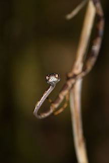 Common Blunt-headed Tree Snake, San Cipriano Reserve, Colombia  Colombia,Colombia 2022,Common Blunt-headed Tree Snake,Geotagged,Imantodes cenchoa,San Cipriano Reserve,South America,Summer,World