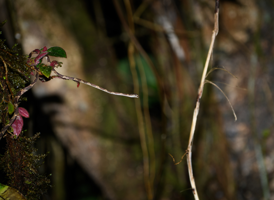 Common Blunt-headed Tree Snake crossing trees, San Cipriano Reserve, Colombia Not a very attractive photo but sharing it because it documents this snakes&#039; unique hunting behavior. It is able to cross large distances between trees as if gravity doesn&#039;t exist. This way it surprises sleeping reptiles on trees that rely on vibrations to detect predators. Colombia,Colombia 2022,Common Blunt-headed Tree Snake,Geotagged,Imantodes cenchoa,San Cipriano Reserve,South America,Summer,World