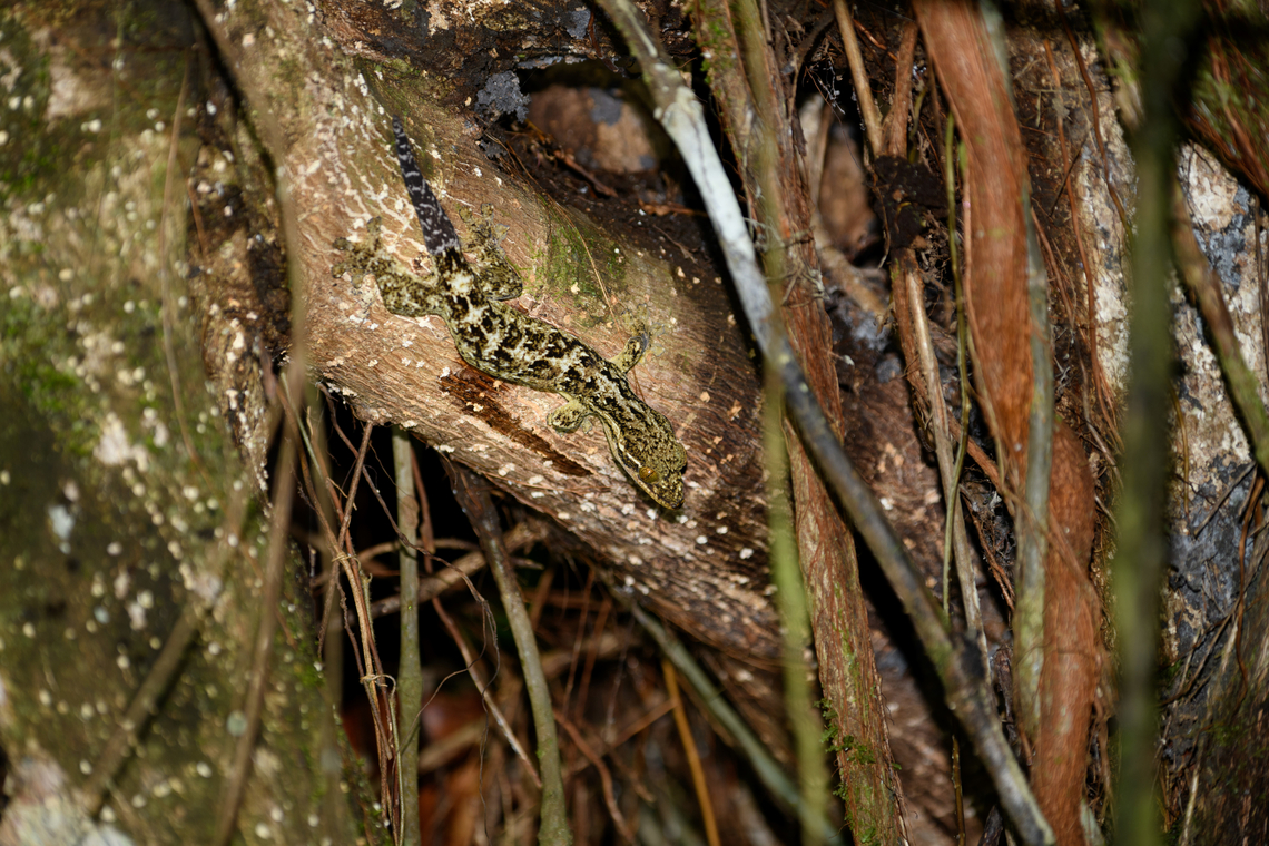 Northern Turnip-tailed Gecko, San Cipriano Reserve, Colombia  Colombia,Colombia 2022,Geotagged,Northern Turnip-tailed Gecko,San Cipriano Reserve,South America,Summer,Thecadactylus rapicauda,World