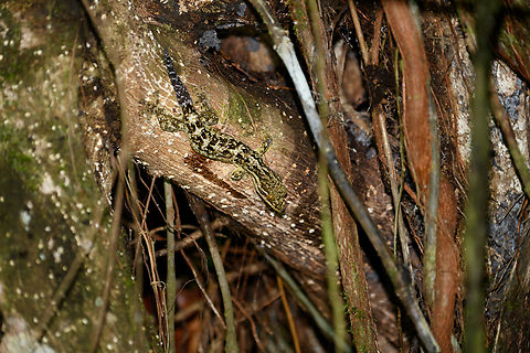 Northern Turnip-tailed Gecko, San Cipriano Reserve, Colombia  Colombia,Colombia 2022,Geotagged,Northern Turnip-tailed Gecko,San Cipriano Reserve,South America,Summer,Thecadactylus rapicauda,World