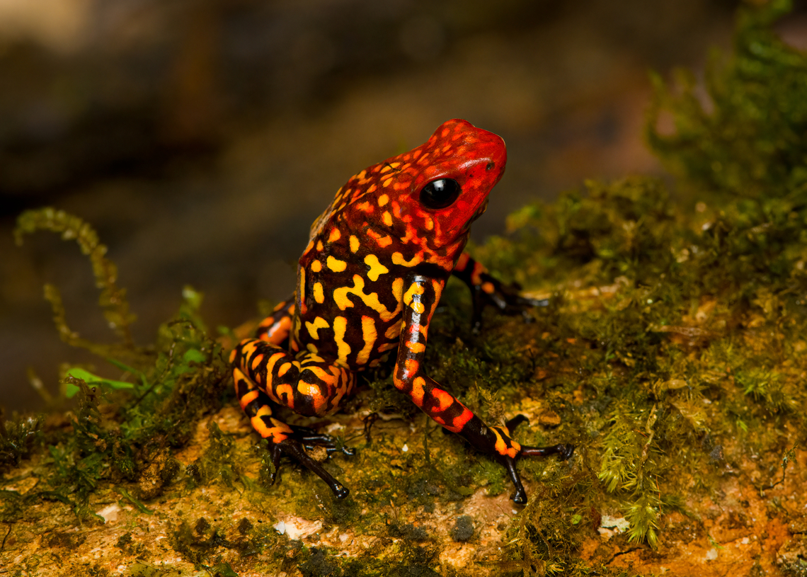 Oophaga anchicayensis, Colombia This is Oophaga anchicayensis, it used to be considered a morph of Oophaga histrionica, but since 2018 is considered a separate species. It has a tiny distribution and is under intense pressure from habitat loss and poaching. I was asked to not share exact coordinates.<br />
<figure class="photo"><a href="https://www.jungledragon.com/image/146451/oophaga_anchicayensis_on_moss_colombia.html" title="Oophaga anchicayensis on moss, Colombia"><img src="https://s3.amazonaws.com/media.jungledragon.com/images/2/146451_thumb.jpg?AWSAccessKeyId=05GMT0V3GWVNE7GGM1R2&Expires=1767225610&Signature=6rUC7BXNGLAhA%2Fl8kv2OVF1WTHI%3D" width="200" height="146" alt="Oophaga anchicayensis on moss, Colombia This is Oophaga anchicayensis, it used to be considered a morph of Oophaga histrionica, but since 2018 is considered a separate species. It has a tiny distribution and is under intense pressure from habitat loss and poaching. I was asked to not share exact coordinates.<br />
https://www.jungledragon.com/image/146381/oophaga_anchicayensis_colombia.html<br />
https://www.jungledragon.com/image/146452/oophaga_anchicayensis_on_leaf_colombia.html<br />
https://www.jungledragon.com/image/146453/oophaga_anchicayensis_on_leaf_-_side_view_colombia.html<br />
https://www.jungledragon.com/image/146454/oophaga_anchicayensis_-_frontal_colombia.html<br />
https://www.jungledragon.com/image/146455/oophaga_anchicayensis_-_full_body_colombia.html Colombia,Colombia 2022,Oophaga anchicayensis,South America,World" /></a></figure><br />
<figure class="photo"><a href="https://www.jungledragon.com/image/146452/oophaga_anchicayensis_on_leaf_colombia.html" title="Oophaga anchicayensis on leaf, Colombia"><img src="https://s3.amazonaws.com/media.jungledragon.com/images/2/146452_thumb.jpg?AWSAccessKeyId=05GMT0V3GWVNE7GGM1R2&Expires=1767225610&Signature=wVsTfaNhovRMscwMMe2IWI9ko%2Bo%3D" width="200" height="134" alt="Oophaga anchicayensis on leaf, Colombia This is Oophaga anchicayensis, it used to be considered a morph of Oophaga histrionica, but since 2018 is considered a separate species. It has a tiny distribution and is under intense pressure from habitat loss and poaching. I was asked to not share exact coordinates.<br />
https://www.jungledragon.com/image/146381/oophaga_anchicayensis_colombia.html<br />
https://www.jungledragon.com/image/146451/oophaga_anchicayensis_on_moss_colombia.html<br />
https://www.jungledragon.com/image/146453/oophaga_anchicayensis_on_leaf_-_side_view_colombia.html<br />
https://www.jungledragon.com/image/146454/oophaga_anchicayensis_-_frontal_colombia.html<br />
https://www.jungledragon.com/image/146455/oophaga_anchicayensis_-_full_body_colombia.html Colombia,Colombia 2022,Oophaga anchicayensis,South America,World" /></a></figure><br />
<figure class="photo"><a href="https://www.jungledragon.com/image/146453/oophaga_anchicayensis_on_leaf_-_side_view_colombia.html" title="Oophaga anchicayensis on leaf - side view, Colombia"><img src="https://s3.amazonaws.com/media.jungledragon.com/images/2/146453_thumb.jpg?AWSAccessKeyId=05GMT0V3GWVNE7GGM1R2&Expires=1767225610&Signature=D%2BB9taLco2n%2B749ljhqIKU3yHi0%3D" width="200" height="184" alt="Oophaga anchicayensis on leaf - side view, Colombia This is Oophaga anchicayensis, it used to be considered a morph of Oophaga histrionica, but since 2018 is considered a separate species. It has a tiny distribution and is under intense pressure from habitat loss and poaching. I was asked to not share exact coordinates.<br />
https://www.jungledragon.com/image/146381/oophaga_anchicayensis_colombia.html<br />
https://www.jungledragon.com/image/146451/oophaga_anchicayensis_on_moss_colombia.html<br />
https://www.jungledragon.com/image/146452/oophaga_anchicayensis_on_leaf_colombia.html<br />
https://www.jungledragon.com/image/146454/oophaga_anchicayensis_-_frontal_colombia.html<br />
https://www.jungledragon.com/image/146455/oophaga_anchicayensis_-_full_body_colombia.html Colombia,Colombia 2022,Oophaga anchicayensis,South America,World" /></a></figure><br />
<figure class="photo"><a href="https://www.jungledragon.com/image/146454/oophaga_anchicayensis_-_frontal_colombia.html" title="Oophaga anchicayensis - frontal, Colombia"><img src="https://s3.amazonaws.com/media.jungledragon.com/images/2/146454_thumb.jpg?AWSAccessKeyId=05GMT0V3GWVNE7GGM1R2&Expires=1767225610&Signature=u7fVXiDmGvXvhHF9OzumhnlPrjU%3D" width="200" height="150" alt="Oophaga anchicayensis - frontal, Colombia This is Oophaga anchicayensis, it used to be considered a morph of Oophaga histrionica, but since 2018 is considered a separate species. It has a tiny distribution and is under intense pressure from habitat loss and poaching. I was asked to not share exact coordinates.<br />
https://www.jungledragon.com/image/146381/oophaga_anchicayensis_colombia.html<br />
https://www.jungledragon.com/image/146451/oophaga_anchicayensis_on_moss_colombia.html<br />
https://www.jungledragon.com/image/146452/oophaga_anchicayensis_on_leaf_colombia.html<br />
https://www.jungledragon.com/image/146453/oophaga_anchicayensis_on_leaf_-_side_view_colombia.html<br />
https://www.jungledragon.com/image/146455/oophaga_anchicayensis_-_full_body_colombia.html Colombia,Colombia 2022,Oophaga anchicayensis,South America,World" /></a></figure><br />
<figure class="photo"><a href="https://www.jungledragon.com/image/146455/oophaga_anchicayensis_-_full_body_colombia.html" title="Oophaga anchicayensis - full body, Colombia"><img src="https://s3.amazonaws.com/media.jungledragon.com/images/2/146455_thumb.jpg?AWSAccessKeyId=05GMT0V3GWVNE7GGM1R2&Expires=1767225610&Signature=RlXrjKxlplAIKwmULuit%2B7eorqI%3D" width="200" height="150" alt="Oophaga anchicayensis - full body, Colombia This is Oophaga anchicayensis, it used to be considered a morph of Oophaga histrionica, but since 2018 is considered a separate species. It has a tiny distribution and is under intense pressure from habitat loss and poaching. I was asked to not share exact coordinates.<br />
https://www.jungledragon.com/image/146381/oophaga_anchicayensis_colombia.html<br />
https://www.jungledragon.com/image/146451/oophaga_anchicayensis_on_moss_colombia.html<br />
https://www.jungledragon.com/image/146452/oophaga_anchicayensis_on_leaf_colombia.html<br />
https://www.jungledragon.com/image/146453/oophaga_anchicayensis_on_leaf_-_side_view_colombia.html<br />
https://www.jungledragon.com/image/146454/oophaga_anchicayensis_-_frontal_colombia.html Colombia,Colombia 2022,Oophaga anchicayensis,South America,World" /></a></figure> Colombia,Colombia 2022,Oophaga anchicayensis,South America,World