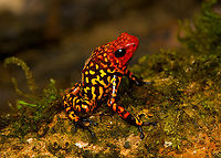 Oophaga anchicayensis, Colombia This is Oophaga anchicayensis, it used to be considered a morph of Oophaga histrionica, but since 2018 is considered a separate species. It has a tiny distribution and is under intense pressure from habitat loss and poaching. I was asked to not share exact coordinates.<br />
https://www.jungledragon.com/image/146451/oophaga_anchicayensis_on_moss_colombia.html<br />
https://www.jungledragon.com/image/146452/oophaga_anchicayensis_on_leaf_colombia.html<br />
https://www.jungledragon.com/image/146453/oophaga_anchicayensis_on_leaf_-_side_view_colombia.html<br />
https://www.jungledragon.com/image/146454/oophaga_anchicayensis_-_frontal_colombia.html<br />
https://www.jungledragon.com/image/146455/oophaga_anchicayensis_-_full_body_colombia.html Colombia,Colombia 2022,Oophaga anchicayensis,South America,World