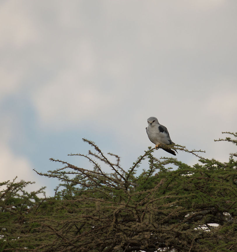 Black-winged Kite in Acacia tree, Serengeti Sorry for the poor quality, this is a crop due to the distance. Species fact: in literature, the &quot;Elanus caeruleus&quot; is often referred to by the common name &quot;Black shouldered kite&quot;. This is confusing as that is also the common name for the Australian species (Elanus axillaris). Africa,Black-winged Kite,Elanus caeruleus,Serengeti Central,Serengeti National Park,Serengeti area,Tanzania