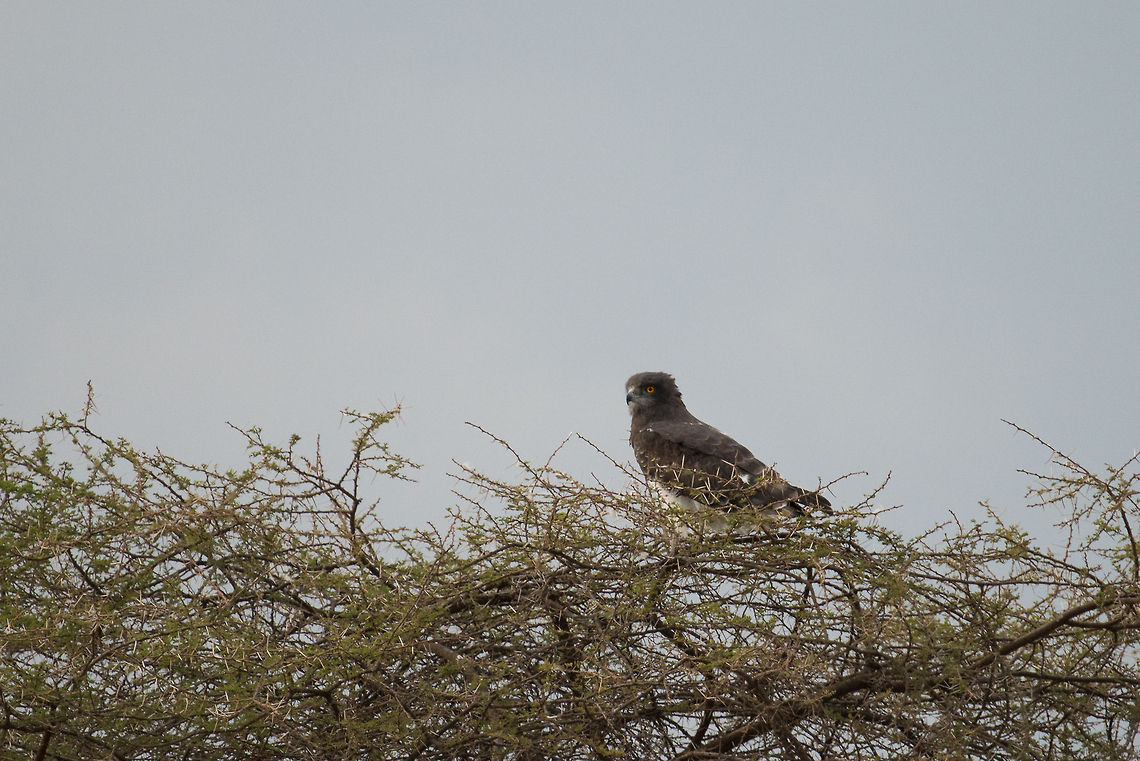 Martial Eagle in Acacia tree, Central Serengeti A significant crop due to the large distance, sorry for that. This is Africa&#039;s largest eagle. Africa,Martial Eagle,Polemaetus bellicosus,Serengeti Central,Serengeti National Park,Serengeti area,Tanzania