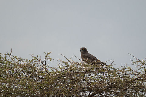 Martial Eagle in Acacia tree, Central Serengeti A significant crop due to the large distance, sorry for that. This is Africa's largest eagle. Africa,Martial Eagle,Polemaetus bellicosus,Serengeti Central,Serengeti National Park,Serengeti area,Tanzania