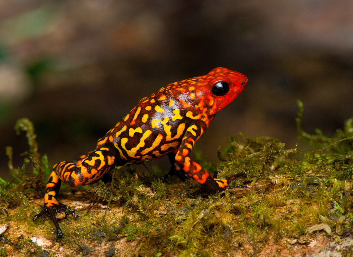 Oophaga anchicayensis on moss, Colombia This is Oophaga anchicayensis, it used to be considered a morph of Oophaga histrionica, but since 2018 is considered a separate species. It has a tiny distribution and is under intense pressure from habitat loss and poaching. I was asked to not share exact coordinates.<br />
<figure class="photo"><a href="https://www.jungledragon.com/image/146381/oophaga_anchicayensis_colombia.html" title="Oophaga anchicayensis, Colombia"><img src="https://s3.amazonaws.com/media.jungledragon.com/images/2/146381_thumb.jpg?AWSAccessKeyId=05GMT0V3GWVNE7GGM1R2&Expires=1767225610&Signature=ofNRFFhTH8u74Fmqz11YLq0R%2FyI%3D" width="200" height="144" alt="Oophaga anchicayensis, Colombia This is Oophaga anchicayensis, it used to be considered a morph of Oophaga histrionica, but since 2018 is considered a separate species. It has a tiny distribution and is under intense pressure from habitat loss and poaching. I was asked to not share exact coordinates.<br />
https://www.jungledragon.com/image/146451/oophaga_anchicayensis_on_moss_colombia.html<br />
https://www.jungledragon.com/image/146452/oophaga_anchicayensis_on_leaf_colombia.html<br />
https://www.jungledragon.com/image/146453/oophaga_anchicayensis_on_leaf_-_side_view_colombia.html<br />
https://www.jungledragon.com/image/146454/oophaga_anchicayensis_-_frontal_colombia.html<br />
https://www.jungledragon.com/image/146455/oophaga_anchicayensis_-_full_body_colombia.html Colombia,Colombia 2022,Oophaga anchicayensis,South America,World" /></a></figure><br />
<figure class="photo"><a href="https://www.jungledragon.com/image/146452/oophaga_anchicayensis_on_leaf_colombia.html" title="Oophaga anchicayensis on leaf, Colombia"><img src="https://s3.amazonaws.com/media.jungledragon.com/images/2/146452_thumb.jpg?AWSAccessKeyId=05GMT0V3GWVNE7GGM1R2&Expires=1767225610&Signature=wVsTfaNhovRMscwMMe2IWI9ko%2Bo%3D" width="200" height="134" alt="Oophaga anchicayensis on leaf, Colombia This is Oophaga anchicayensis, it used to be considered a morph of Oophaga histrionica, but since 2018 is considered a separate species. It has a tiny distribution and is under intense pressure from habitat loss and poaching. I was asked to not share exact coordinates.<br />
https://www.jungledragon.com/image/146381/oophaga_anchicayensis_colombia.html<br />
https://www.jungledragon.com/image/146451/oophaga_anchicayensis_on_moss_colombia.html<br />
https://www.jungledragon.com/image/146453/oophaga_anchicayensis_on_leaf_-_side_view_colombia.html<br />
https://www.jungledragon.com/image/146454/oophaga_anchicayensis_-_frontal_colombia.html<br />
https://www.jungledragon.com/image/146455/oophaga_anchicayensis_-_full_body_colombia.html Colombia,Colombia 2022,Oophaga anchicayensis,South America,World" /></a></figure><br />
<figure class="photo"><a href="https://www.jungledragon.com/image/146453/oophaga_anchicayensis_on_leaf_-_side_view_colombia.html" title="Oophaga anchicayensis on leaf - side view, Colombia"><img src="https://s3.amazonaws.com/media.jungledragon.com/images/2/146453_thumb.jpg?AWSAccessKeyId=05GMT0V3GWVNE7GGM1R2&Expires=1767225610&Signature=D%2BB9taLco2n%2B749ljhqIKU3yHi0%3D" width="200" height="184" alt="Oophaga anchicayensis on leaf - side view, Colombia This is Oophaga anchicayensis, it used to be considered a morph of Oophaga histrionica, but since 2018 is considered a separate species. It has a tiny distribution and is under intense pressure from habitat loss and poaching. I was asked to not share exact coordinates.<br />
https://www.jungledragon.com/image/146381/oophaga_anchicayensis_colombia.html<br />
https://www.jungledragon.com/image/146451/oophaga_anchicayensis_on_moss_colombia.html<br />
https://www.jungledragon.com/image/146452/oophaga_anchicayensis_on_leaf_colombia.html<br />
https://www.jungledragon.com/image/146454/oophaga_anchicayensis_-_frontal_colombia.html<br />
https://www.jungledragon.com/image/146455/oophaga_anchicayensis_-_full_body_colombia.html Colombia,Colombia 2022,Oophaga anchicayensis,South America,World" /></a></figure><br />
<figure class="photo"><a href="https://www.jungledragon.com/image/146454/oophaga_anchicayensis_-_frontal_colombia.html" title="Oophaga anchicayensis - frontal, Colombia"><img src="https://s3.amazonaws.com/media.jungledragon.com/images/2/146454_thumb.jpg?AWSAccessKeyId=05GMT0V3GWVNE7GGM1R2&Expires=1767225610&Signature=u7fVXiDmGvXvhHF9OzumhnlPrjU%3D" width="200" height="150" alt="Oophaga anchicayensis - frontal, Colombia This is Oophaga anchicayensis, it used to be considered a morph of Oophaga histrionica, but since 2018 is considered a separate species. It has a tiny distribution and is under intense pressure from habitat loss and poaching. I was asked to not share exact coordinates.<br />
https://www.jungledragon.com/image/146381/oophaga_anchicayensis_colombia.html<br />
https://www.jungledragon.com/image/146451/oophaga_anchicayensis_on_moss_colombia.html<br />
https://www.jungledragon.com/image/146452/oophaga_anchicayensis_on_leaf_colombia.html<br />
https://www.jungledragon.com/image/146453/oophaga_anchicayensis_on_leaf_-_side_view_colombia.html<br />
https://www.jungledragon.com/image/146455/oophaga_anchicayensis_-_full_body_colombia.html Colombia,Colombia 2022,Oophaga anchicayensis,South America,World" /></a></figure><br />
<figure class="photo"><a href="https://www.jungledragon.com/image/146455/oophaga_anchicayensis_-_full_body_colombia.html" title="Oophaga anchicayensis - full body, Colombia"><img src="https://s3.amazonaws.com/media.jungledragon.com/images/2/146455_thumb.jpg?AWSAccessKeyId=05GMT0V3GWVNE7GGM1R2&Expires=1767225610&Signature=RlXrjKxlplAIKwmULuit%2B7eorqI%3D" width="200" height="150" alt="Oophaga anchicayensis - full body, Colombia This is Oophaga anchicayensis, it used to be considered a morph of Oophaga histrionica, but since 2018 is considered a separate species. It has a tiny distribution and is under intense pressure from habitat loss and poaching. I was asked to not share exact coordinates.<br />
https://www.jungledragon.com/image/146381/oophaga_anchicayensis_colombia.html<br />
https://www.jungledragon.com/image/146451/oophaga_anchicayensis_on_moss_colombia.html<br />
https://www.jungledragon.com/image/146452/oophaga_anchicayensis_on_leaf_colombia.html<br />
https://www.jungledragon.com/image/146453/oophaga_anchicayensis_on_leaf_-_side_view_colombia.html<br />
https://www.jungledragon.com/image/146454/oophaga_anchicayensis_-_frontal_colombia.html Colombia,Colombia 2022,Oophaga anchicayensis,South America,World" /></a></figure> Colombia,Colombia 2022,Oophaga anchicayensis,South America,World