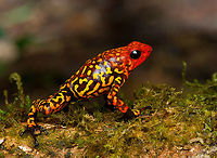 Oophaga anchicayensis on moss, Colombia This is Oophaga anchicayensis, it used to be considered a morph of Oophaga histrionica, but since 2018 is considered a separate species. It has a tiny distribution and is under intense pressure from habitat loss and poaching. I was asked to not share exact coordinates.<br />
https://www.jungledragon.com/image/146381/oophaga_anchicayensis_colombia.html<br />
https://www.jungledragon.com/image/146452/oophaga_anchicayensis_on_leaf_colombia.html<br />
https://www.jungledragon.com/image/146453/oophaga_anchicayensis_on_leaf_-_side_view_colombia.html<br />
https://www.jungledragon.com/image/146454/oophaga_anchicayensis_-_frontal_colombia.html<br />
https://www.jungledragon.com/image/146455/oophaga_anchicayensis_-_full_body_colombia.html Colombia,Colombia 2022,Oophaga anchicayensis,South America,World