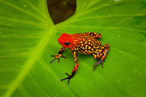 Oophaga anchicayensis on leaf, Colombia This is Oophaga anchicayensis, it used to be considered a morph of Oophaga histrionica, but since 2018 is considered a separate species. It has a tiny distribution and is under intense pressure from habitat loss and poaching. I was asked to not share exact coordinates.
https://www.jungledragon.com/image/146381/oophaga_anchicayensis_colombia.html
https://www.jungledragon.com/image/146451/oophaga_anchicayensis_on_moss_colombia.html
https://www.jungledragon.com/image/146453/oophaga_anchicayensis_on_leaf_-_side_view_colombia.html
https://www.jungledragon.com/image/146454/oophaga_anchicayensis_-_frontal_colombia.html
https://www.jungledragon.com/image/146455/oophaga_anchicayensis_-_full_body_colombia.html Colombia,Colombia 2022,Oophaga anchicayensis,South America,World