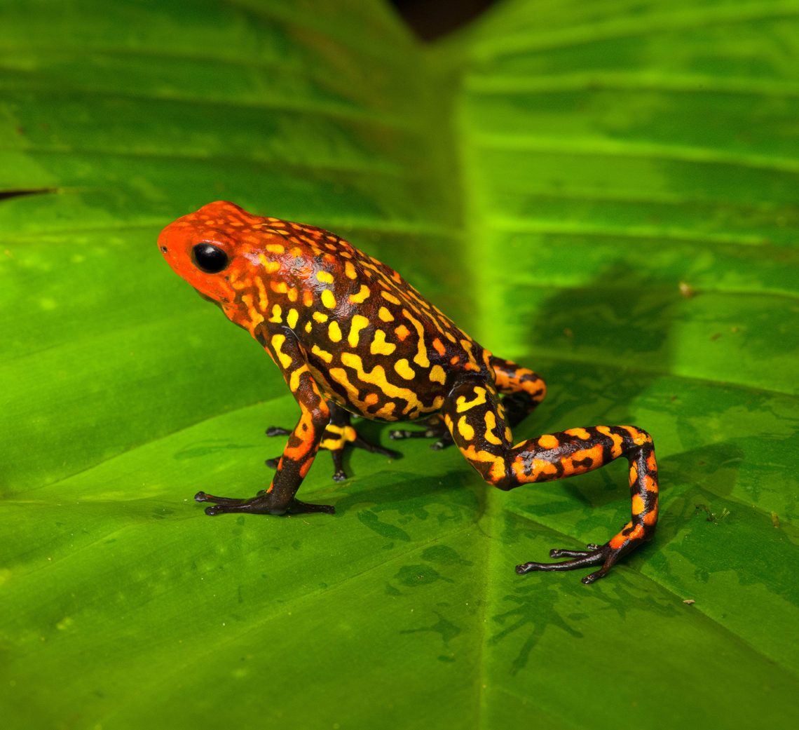 Oophaga anchicayensis on leaf - side view, Colombia This is Oophaga anchicayensis, it used to be considered a morph of Oophaga histrionica, but since 2018 is considered a separate species. It has a tiny distribution and is under intense pressure from habitat loss and poaching. I was asked to not share exact coordinates.<br />
<figure class="photo"><a href="https://www.jungledragon.com/image/146381/oophaga_anchicayensis_colombia.html" title="Oophaga anchicayensis, Colombia"><img src="https://s3.amazonaws.com/media.jungledragon.com/images/2/146381_thumb.jpg?AWSAccessKeyId=05GMT0V3GWVNE7GGM1R2&Expires=1767225610&Signature=ofNRFFhTH8u74Fmqz11YLq0R%2FyI%3D" width="200" height="144" alt="Oophaga anchicayensis, Colombia This is Oophaga anchicayensis, it used to be considered a morph of Oophaga histrionica, but since 2018 is considered a separate species. It has a tiny distribution and is under intense pressure from habitat loss and poaching. I was asked to not share exact coordinates.<br />
https://www.jungledragon.com/image/146451/oophaga_anchicayensis_on_moss_colombia.html<br />
https://www.jungledragon.com/image/146452/oophaga_anchicayensis_on_leaf_colombia.html<br />
https://www.jungledragon.com/image/146453/oophaga_anchicayensis_on_leaf_-_side_view_colombia.html<br />
https://www.jungledragon.com/image/146454/oophaga_anchicayensis_-_frontal_colombia.html<br />
https://www.jungledragon.com/image/146455/oophaga_anchicayensis_-_full_body_colombia.html Colombia,Colombia 2022,Oophaga anchicayensis,South America,World" /></a></figure><br />
<figure class="photo"><a href="https://www.jungledragon.com/image/146451/oophaga_anchicayensis_on_moss_colombia.html" title="Oophaga anchicayensis on moss, Colombia"><img src="https://s3.amazonaws.com/media.jungledragon.com/images/2/146451_thumb.jpg?AWSAccessKeyId=05GMT0V3GWVNE7GGM1R2&Expires=1767225610&Signature=6rUC7BXNGLAhA%2Fl8kv2OVF1WTHI%3D" width="200" height="146" alt="Oophaga anchicayensis on moss, Colombia This is Oophaga anchicayensis, it used to be considered a morph of Oophaga histrionica, but since 2018 is considered a separate species. It has a tiny distribution and is under intense pressure from habitat loss and poaching. I was asked to not share exact coordinates.<br />
https://www.jungledragon.com/image/146381/oophaga_anchicayensis_colombia.html<br />
https://www.jungledragon.com/image/146452/oophaga_anchicayensis_on_leaf_colombia.html<br />
https://www.jungledragon.com/image/146453/oophaga_anchicayensis_on_leaf_-_side_view_colombia.html<br />
https://www.jungledragon.com/image/146454/oophaga_anchicayensis_-_frontal_colombia.html<br />
https://www.jungledragon.com/image/146455/oophaga_anchicayensis_-_full_body_colombia.html Colombia,Colombia 2022,Oophaga anchicayensis,South America,World" /></a></figure><br />
<figure class="photo"><a href="https://www.jungledragon.com/image/146452/oophaga_anchicayensis_on_leaf_colombia.html" title="Oophaga anchicayensis on leaf, Colombia"><img src="https://s3.amazonaws.com/media.jungledragon.com/images/2/146452_thumb.jpg?AWSAccessKeyId=05GMT0V3GWVNE7GGM1R2&Expires=1767225610&Signature=wVsTfaNhovRMscwMMe2IWI9ko%2Bo%3D" width="200" height="134" alt="Oophaga anchicayensis on leaf, Colombia This is Oophaga anchicayensis, it used to be considered a morph of Oophaga histrionica, but since 2018 is considered a separate species. It has a tiny distribution and is under intense pressure from habitat loss and poaching. I was asked to not share exact coordinates.<br />
https://www.jungledragon.com/image/146381/oophaga_anchicayensis_colombia.html<br />
https://www.jungledragon.com/image/146451/oophaga_anchicayensis_on_moss_colombia.html<br />
https://www.jungledragon.com/image/146453/oophaga_anchicayensis_on_leaf_-_side_view_colombia.html<br />
https://www.jungledragon.com/image/146454/oophaga_anchicayensis_-_frontal_colombia.html<br />
https://www.jungledragon.com/image/146455/oophaga_anchicayensis_-_full_body_colombia.html Colombia,Colombia 2022,Oophaga anchicayensis,South America,World" /></a></figure><br />
<figure class="photo"><a href="https://www.jungledragon.com/image/146454/oophaga_anchicayensis_-_frontal_colombia.html" title="Oophaga anchicayensis - frontal, Colombia"><img src="https://s3.amazonaws.com/media.jungledragon.com/images/2/146454_thumb.jpg?AWSAccessKeyId=05GMT0V3GWVNE7GGM1R2&Expires=1767225610&Signature=u7fVXiDmGvXvhHF9OzumhnlPrjU%3D" width="200" height="150" alt="Oophaga anchicayensis - frontal, Colombia This is Oophaga anchicayensis, it used to be considered a morph of Oophaga histrionica, but since 2018 is considered a separate species. It has a tiny distribution and is under intense pressure from habitat loss and poaching. I was asked to not share exact coordinates.<br />
https://www.jungledragon.com/image/146381/oophaga_anchicayensis_colombia.html<br />
https://www.jungledragon.com/image/146451/oophaga_anchicayensis_on_moss_colombia.html<br />
https://www.jungledragon.com/image/146452/oophaga_anchicayensis_on_leaf_colombia.html<br />
https://www.jungledragon.com/image/146453/oophaga_anchicayensis_on_leaf_-_side_view_colombia.html<br />
https://www.jungledragon.com/image/146455/oophaga_anchicayensis_-_full_body_colombia.html Colombia,Colombia 2022,Oophaga anchicayensis,South America,World" /></a></figure><br />
<figure class="photo"><a href="https://www.jungledragon.com/image/146455/oophaga_anchicayensis_-_full_body_colombia.html" title="Oophaga anchicayensis - full body, Colombia"><img src="https://s3.amazonaws.com/media.jungledragon.com/images/2/146455_thumb.jpg?AWSAccessKeyId=05GMT0V3GWVNE7GGM1R2&Expires=1767225610&Signature=RlXrjKxlplAIKwmULuit%2B7eorqI%3D" width="200" height="150" alt="Oophaga anchicayensis - full body, Colombia This is Oophaga anchicayensis, it used to be considered a morph of Oophaga histrionica, but since 2018 is considered a separate species. It has a tiny distribution and is under intense pressure from habitat loss and poaching. I was asked to not share exact coordinates.<br />
https://www.jungledragon.com/image/146381/oophaga_anchicayensis_colombia.html<br />
https://www.jungledragon.com/image/146451/oophaga_anchicayensis_on_moss_colombia.html<br />
https://www.jungledragon.com/image/146452/oophaga_anchicayensis_on_leaf_colombia.html<br />
https://www.jungledragon.com/image/146453/oophaga_anchicayensis_on_leaf_-_side_view_colombia.html<br />
https://www.jungledragon.com/image/146454/oophaga_anchicayensis_-_frontal_colombia.html Colombia,Colombia 2022,Oophaga anchicayensis,South America,World" /></a></figure> Colombia,Colombia 2022,Oophaga anchicayensis,South America,World