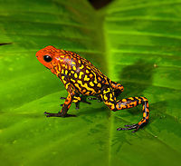 Oophaga anchicayensis on leaf - side view, Colombia This is Oophaga anchicayensis, it used to be considered a morph of Oophaga histrionica, but since 2018 is considered a separate species. It has a tiny distribution and is under intense pressure from habitat loss and poaching. I was asked to not share exact coordinates.<br />
https://www.jungledragon.com/image/146381/oophaga_anchicayensis_colombia.html<br />
https://www.jungledragon.com/image/146451/oophaga_anchicayensis_on_moss_colombia.html<br />
https://www.jungledragon.com/image/146452/oophaga_anchicayensis_on_leaf_colombia.html<br />
https://www.jungledragon.com/image/146454/oophaga_anchicayensis_-_frontal_colombia.html<br />
https://www.jungledragon.com/image/146455/oophaga_anchicayensis_-_full_body_colombia.html Colombia,Colombia 2022,Oophaga anchicayensis,South America,World