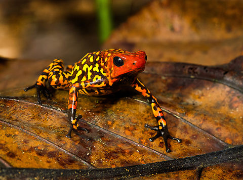 Oophaga anchicayensis - frontal, Colombia This is Oophaga anchicayensis, it used to be considered a morph of Oophaga histrionica, but since 2018 is considered a separate species. It has a tiny distribution and is under intense pressure from habitat loss and poaching. I was asked to not share exact coordinates.
https://www.jungledragon.com/image/146381/oophaga_anchicayensis_colombia.html
https://www.jungledragon.com/image/146451/oophaga_anchicayensis_on_moss_colombia.html
https://www.jungledragon.com/image/146452/oophaga_anchicayensis_on_leaf_colombia.html
https://www.jungledragon.com/image/146453/oophaga_anchicayensis_on_leaf_-_side_view_colombia.html
https://www.jungledragon.com/image/146455/oophaga_anchicayensis_-_full_body_colombia.html Colombia,Colombia 2022,Oophaga anchicayensis,South America,World