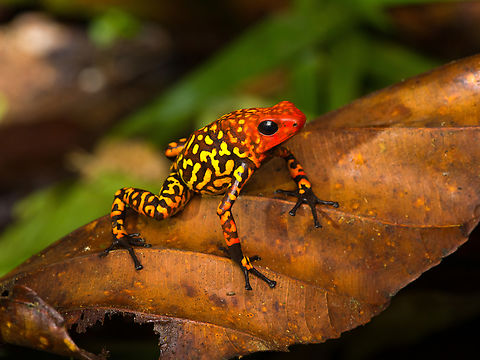 Oophaga anchicayensis - full body, Colombia This is Oophaga anchicayensis, it used to be considered a morph of Oophaga histrionica, but since 2018 is considered a separate species. It has a tiny distribution and is under intense pressure from habitat loss and poaching. I was asked to not share exact coordinates.
https://www.jungledragon.com/image/146381/oophaga_anchicayensis_colombia.html
https://www.jungledragon.com/image/146451/oophaga_anchicayensis_on_moss_colombia.html
https://www.jungledragon.com/image/146452/oophaga_anchicayensis_on_leaf_colombia.html
https://www.jungledragon.com/image/146453/oophaga_anchicayensis_on_leaf_-_side_view_colombia.html
https://www.jungledragon.com/image/146454/oophaga_anchicayensis_-_frontal_colombia.html Colombia,Colombia 2022,Oophaga anchicayensis,South America,World