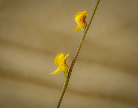 Utricularia juncea, Guapi, Colombia After landing in Guapi airport, our guide Manuel searched the grasses next to the airstrip for carnivorous plants, despite it being full of soldiers due to an upcoming vice-presidential visit. He managed to collect 3 separate species of Utricularia, which are extraordinary plants due to their sophisticated traps.
https://www.jungledragon.com/image/146458/utricularia_triloba_guapi_colombia.html
https://www.jungledragon.com/image/146459/utricularia_pusilla_guapi_colombia.html Cauca,Colombia,Colombia 2022,Geotagged,South America,Summer,Timbiquí,Utricularia juncea,World
