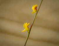 Utricularia juncea, Guapi, Colombia After landing in Guapi airport, our guide Manuel searched the grasses next to the airstrip for carnivorous plants, despite it being full of soldiers due to an upcoming vice-presidential visit. He managed to collect 3 separate species of Utricularia, which are extraordinary plants due to their sophisticated traps.<br />
https://www.jungledragon.com/image/146458/utricularia_triloba_guapi_colombia.html<br />
https://www.jungledragon.com/image/146459/utricularia_pusilla_guapi_colombia.html Cauca,Colombia,Colombia 2022,Geotagged,South America,Summer,Timbiquí,Utricularia juncea,World