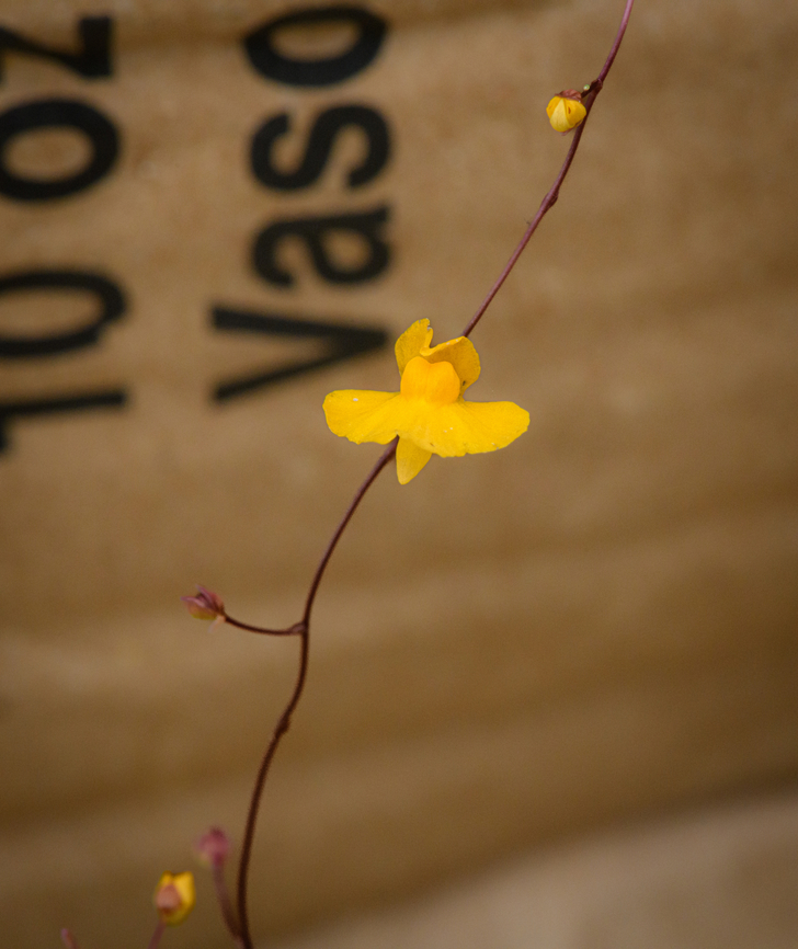 Utricularia triloba, Guapi, Colombia After landing in Guapi airport, our guide Manuel searched the grasses next to the airstrip for carnivorous plants, despite it being full of soldiers due to an upcoming vice-presidential visit. He managed to collect 3 separate species of Utricularia, which are extraordinary plants due to their sophisticated traps.<br />
<figure class="photo"><a href="https://www.jungledragon.com/image/146456/utricularia_juncea_guapi_colombia.html" title="Utricularia juncea, Guapi, Colombia"><img src="https://s3.amazonaws.com/media.jungledragon.com/images/2/146456_thumb.jpg?AWSAccessKeyId=05GMT0V3GWVNE7GGM1R2&Expires=1759968010&Signature=PtweMB6uuDGNfpYznJ%2BH9vym6E0%3D" width="200" height="158" alt="Utricularia juncea, Guapi, Colombia After landing in Guapi airport, our guide Manuel searched the grasses next to the airstrip for carnivorous plants, despite it being full of soldiers due to an upcoming vice-presidential visit. He managed to collect 3 separate species of Utricularia, which are extraordinary plants due to their sophisticated traps.<br />
https://www.jungledragon.com/image/146458/utricularia_triloba_guapi_colombia.html<br />
https://www.jungledragon.com/image/146459/utricularia_pusilla_guapi_colombia.html Cauca,Colombia,Colombia 2022,Geotagged,South America,Summer,Timbiqu&iacute;,Utricularia juncea,World" /></a></figure><br />
<figure class="photo"><a href="https://www.jungledragon.com/image/146459/utricularia_pusilla_guapi_colombia.html" title="Utricularia pusilla, Guapi, Colombia"><img src="https://s3.amazonaws.com/media.jungledragon.com/images/2/146459_thumb.jpg?AWSAccessKeyId=05GMT0V3GWVNE7GGM1R2&Expires=1759968010&Signature=VChu%2F8Rt40tqCOfqi5Enf8LbUDY%3D" width="146" height="152" alt="Utricularia pusilla, Guapi, Colombia After landing in Guapi airport, our guide Manuel searched the grasses next to the airstrip for carnivorous plants, despite it being full of soldiers due to an upcoming vice-presidential visit. He managed to collect 3 separate species of Utricularia, which are extraordinary plants due to their sophisticated traps.<br />
https://www.jungledragon.com/image/146456/utricularia_juncea_guapi_colombia.html<br />
https://www.jungledragon.com/image/146458/utricularia_triloba_guapi_colombia.html Cauca,Colombia,Colombia 2022,Geotagged,South America,Summer,Timbiqu&iacute;,Utricularia pusilla,World" /></a></figure> Cauca,Colombia,Colombia 2022,Geotagged,South America,Summer,Timbiquí,Utricularia triloba,World